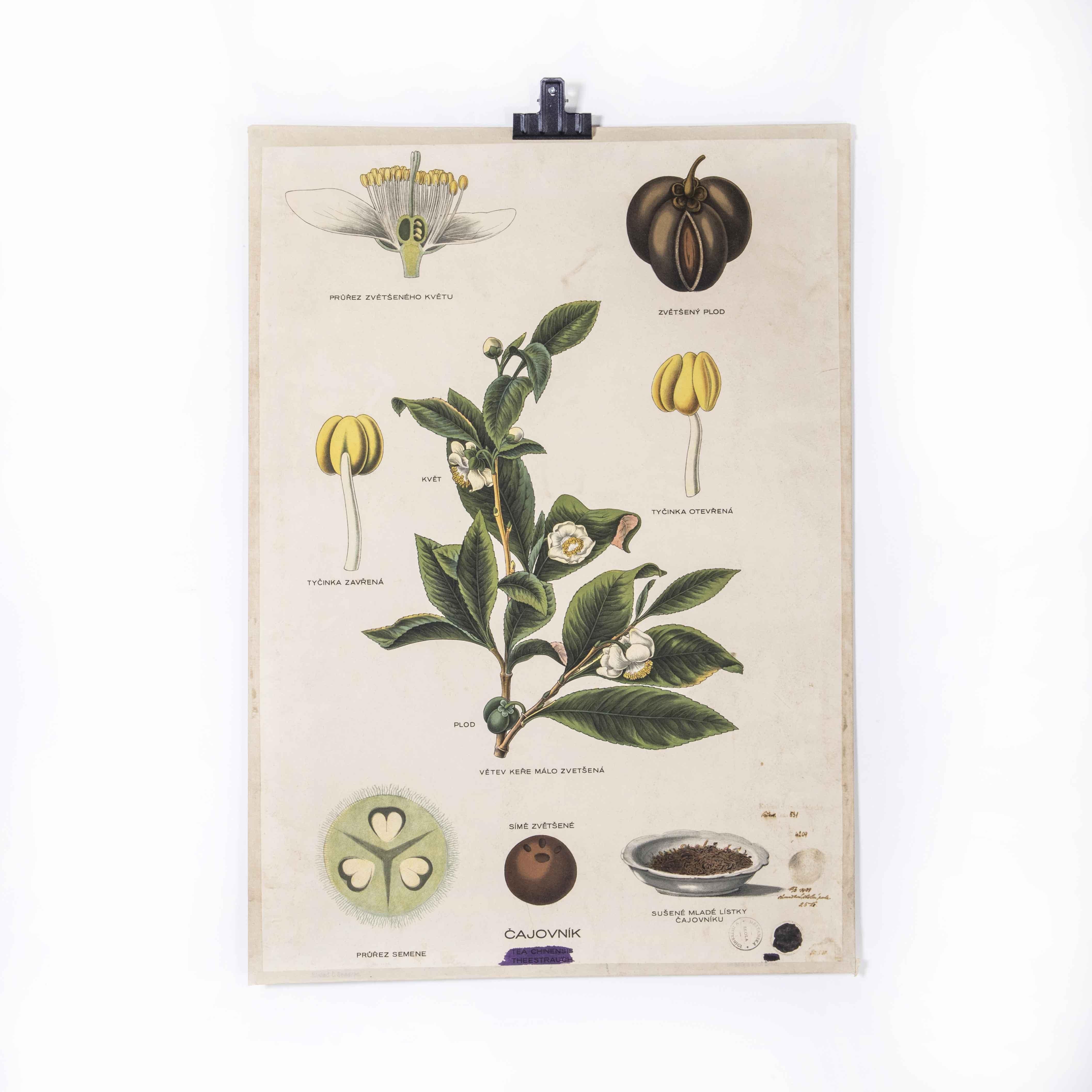Early 20th Century Plant Biology Educational Poster - Tea In Good Condition For Sale In Hook, Hampshire