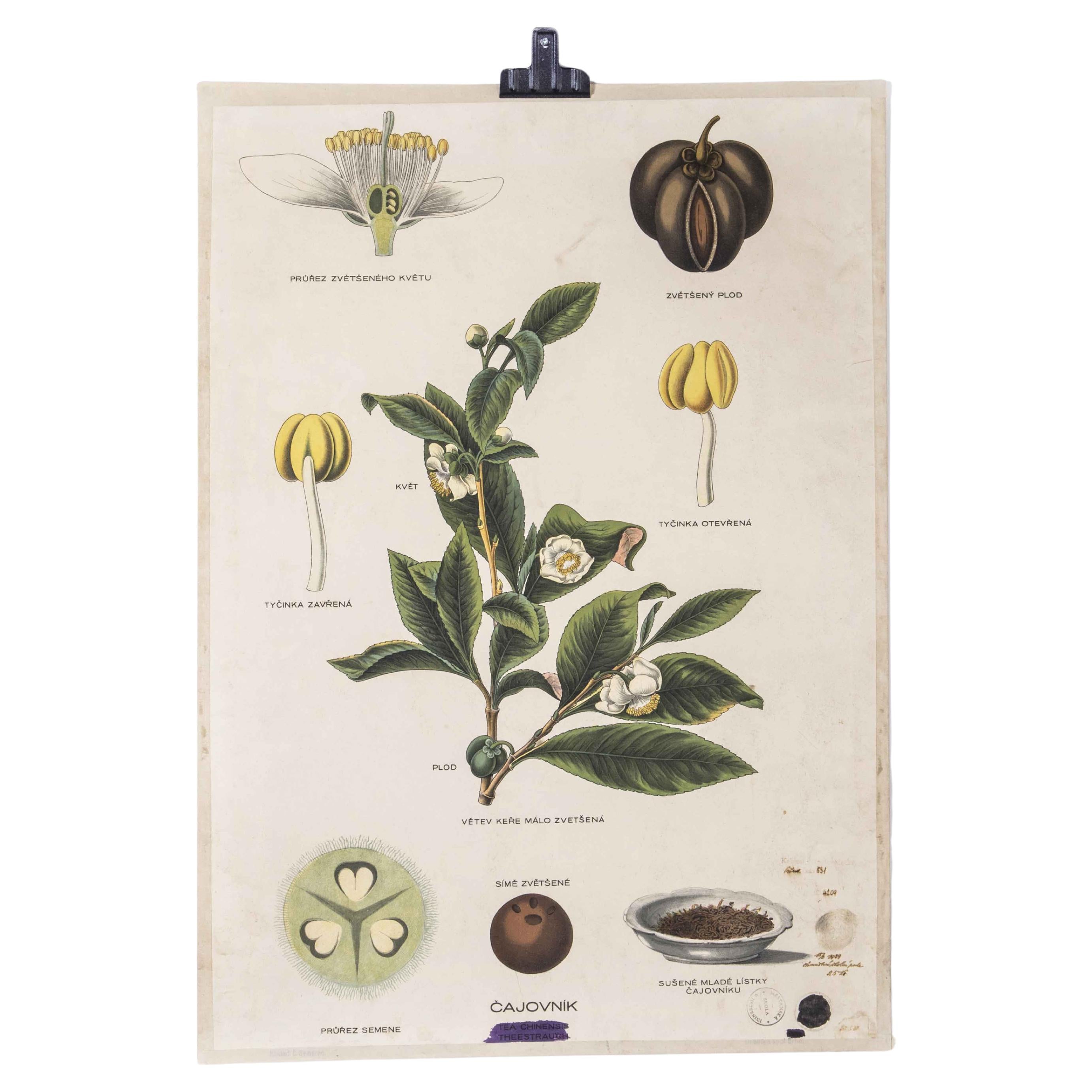 Early 20th Century Plant Biology Educational Poster - Tea