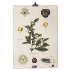 Antique Early 20th Century Plant Biology Educational Poster - Tea