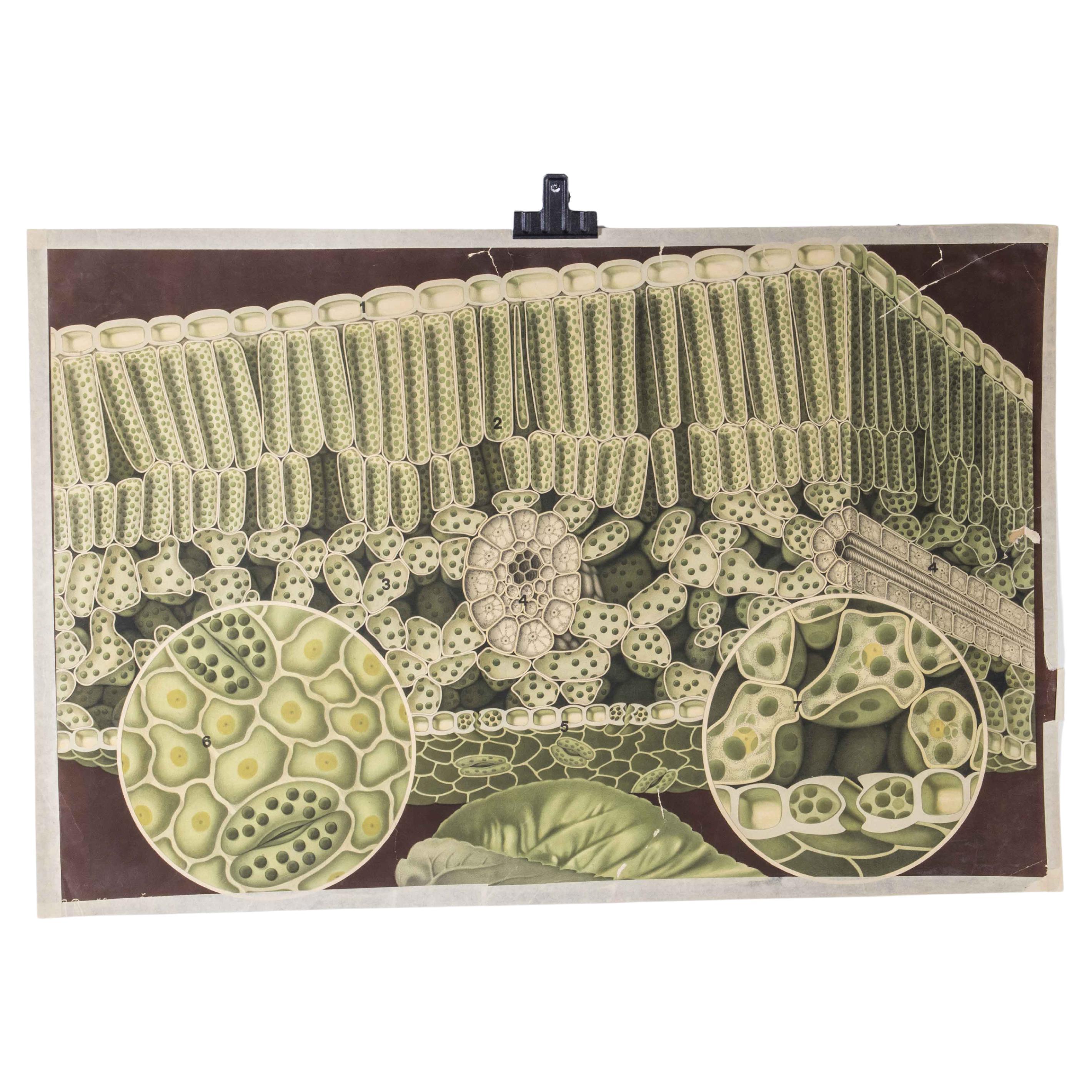 Early 20th Century Plant Cells Educational Poster For Sale