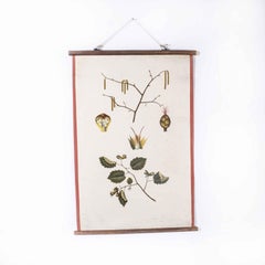 Early 20th Century Plant Educational Poster