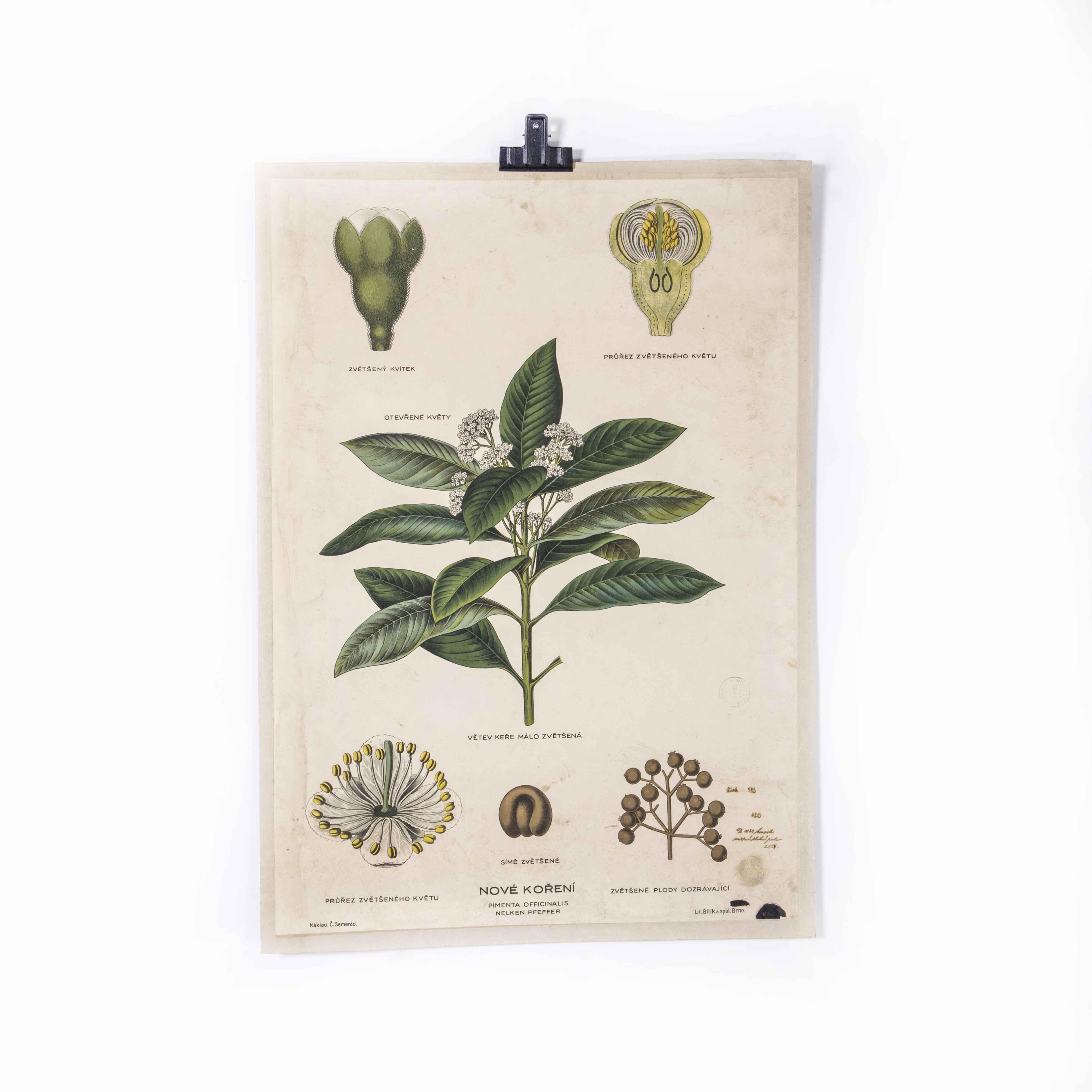 Anfang des 20. Jahrhunderts Pflanzenwachstum All Spice  Lehrreiches Poster (Tschechisch) im Angebot