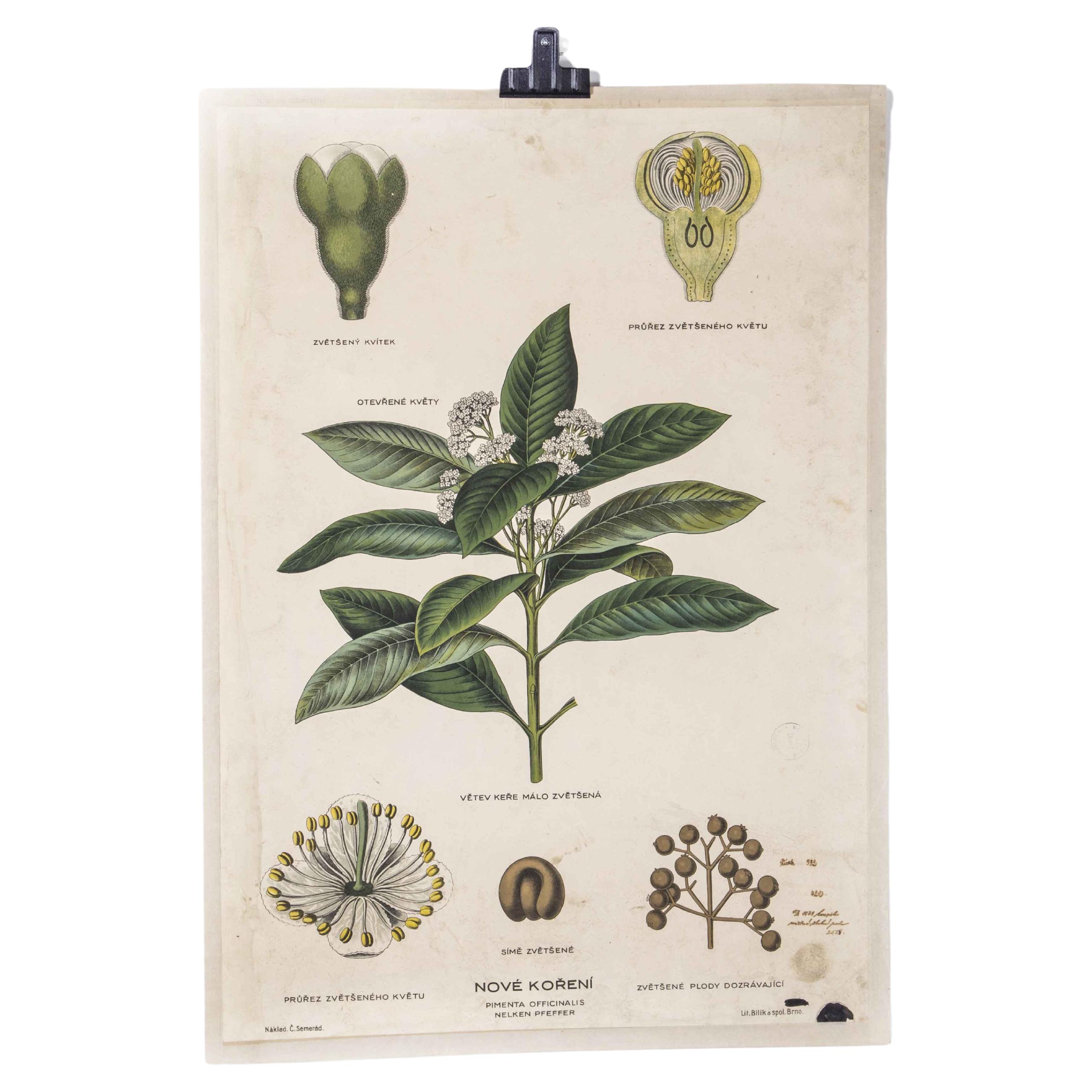 Anfang des 20. Jahrhunderts Pflanzenwachstum All Spice  Lehrreiches Poster im Angebot