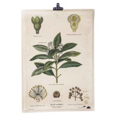 Early 20th Century Plant Growth All Spice  Educational Poster