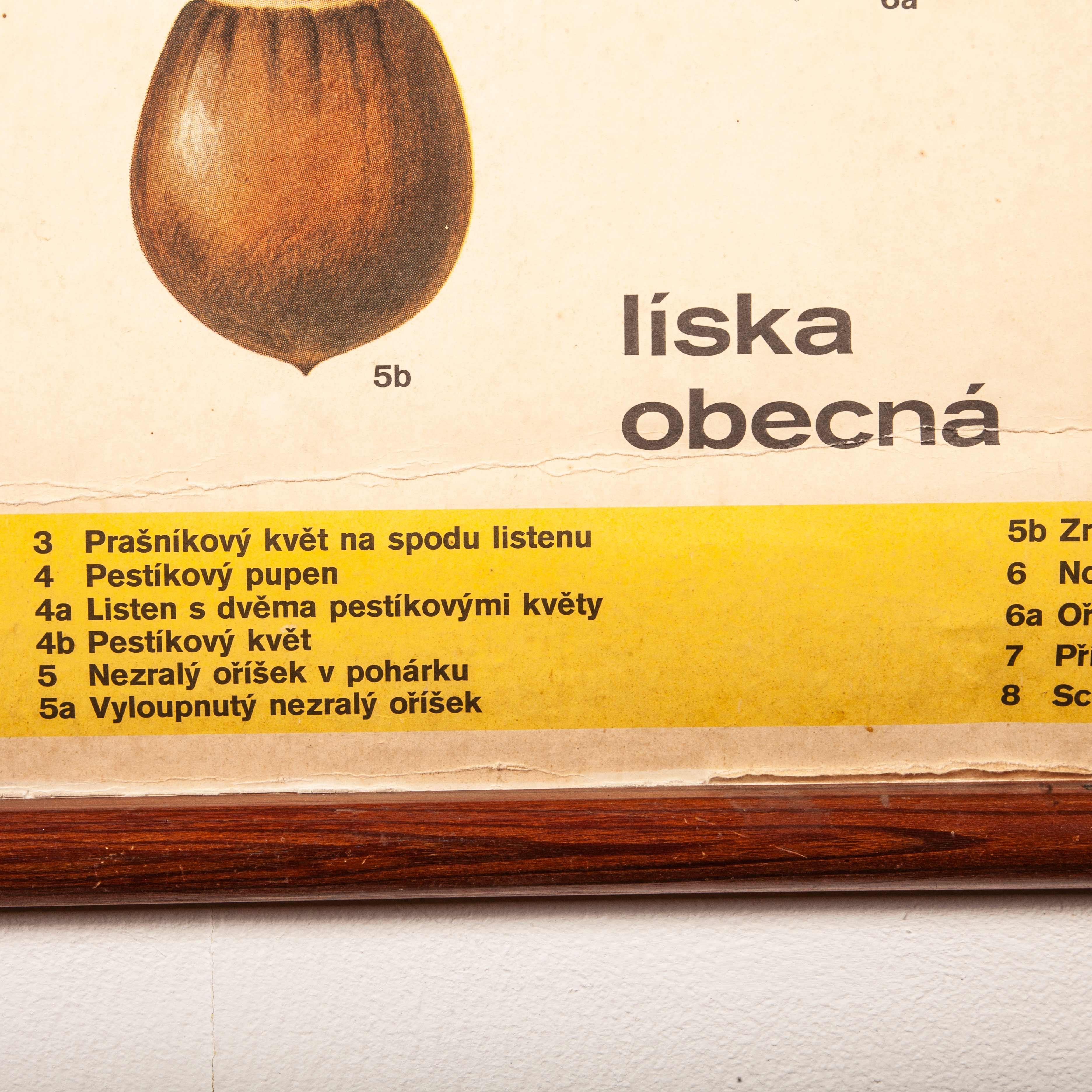 Early 20th Century Plant and Insect Chart 5