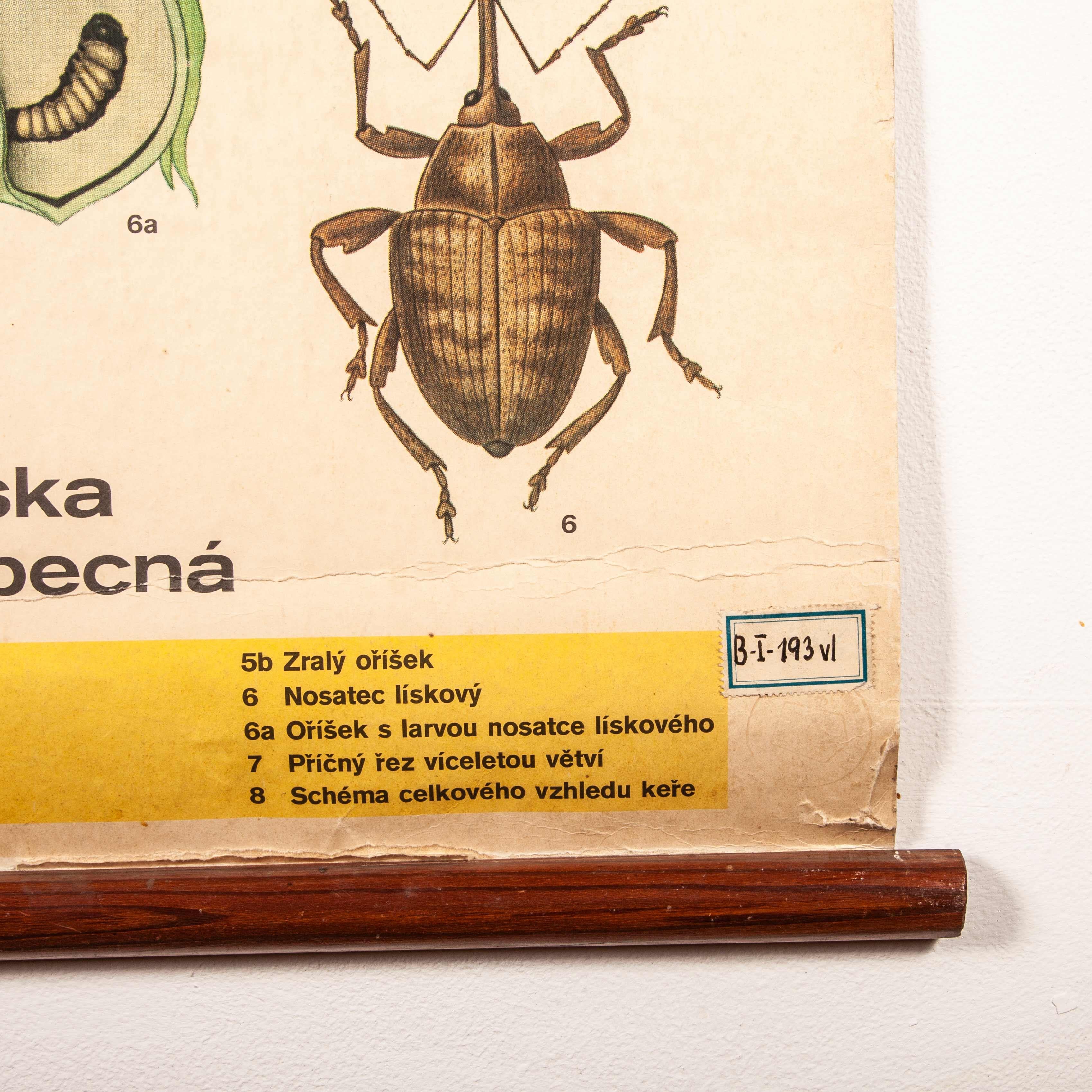 Early 20th Century Plant and Insect Chart For Sale 6