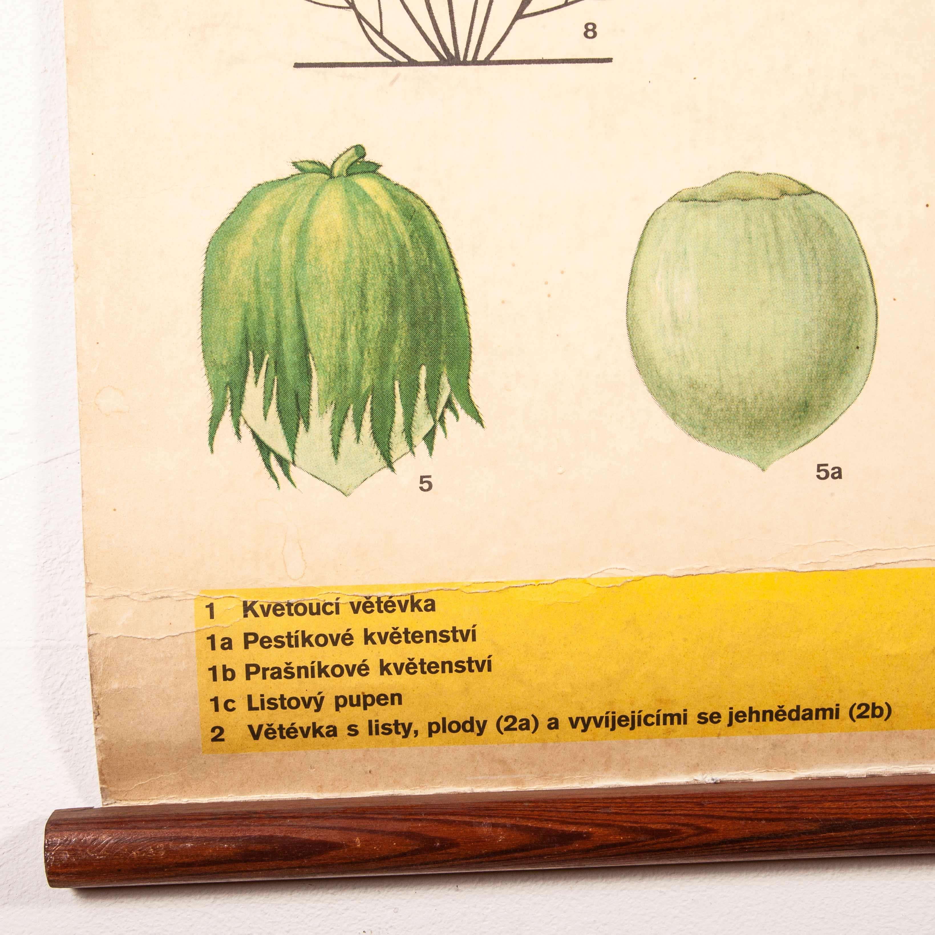 Early 20th Century Plant and Insect Chart For Sale 7