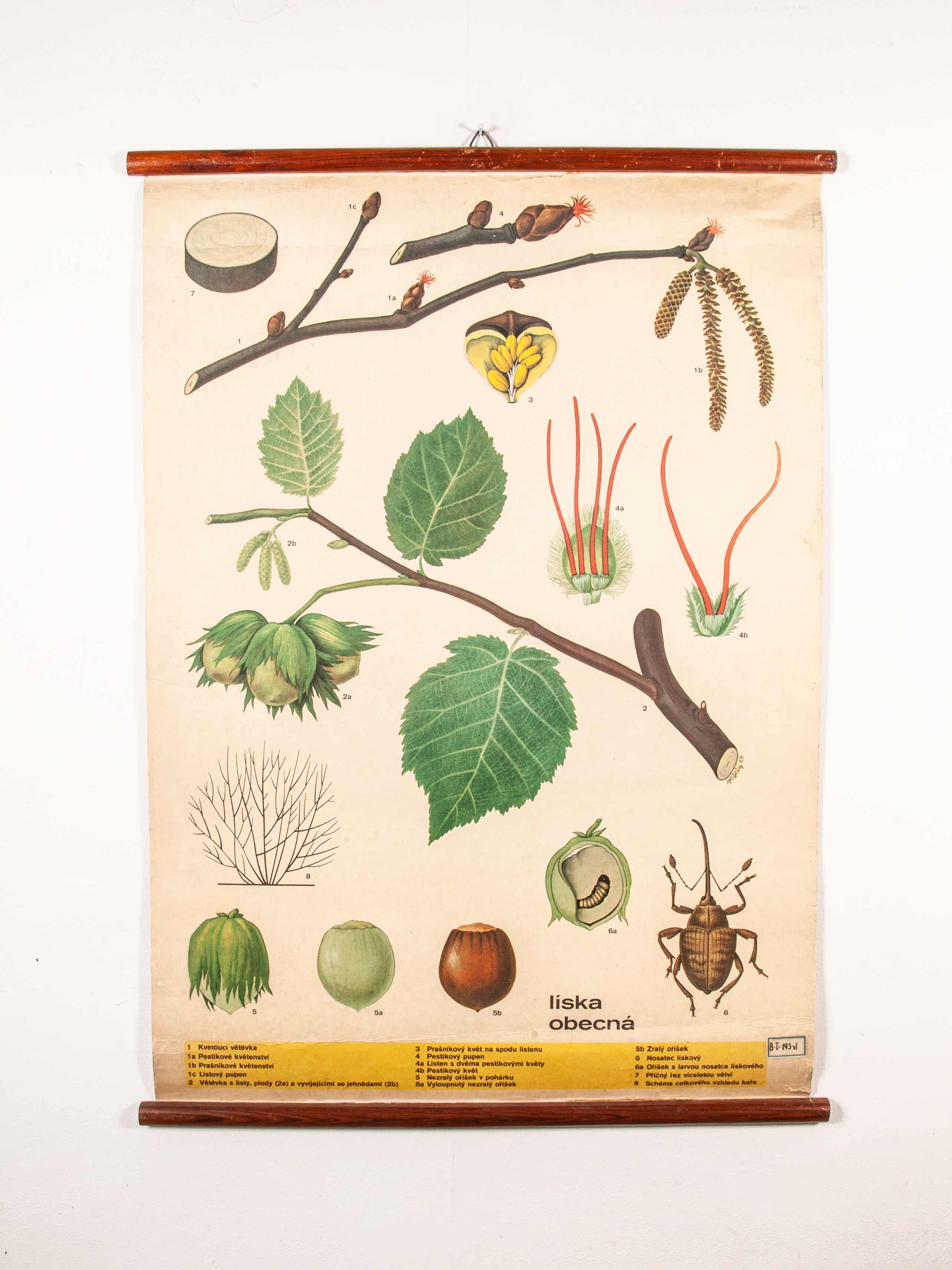 Early 20th Century Plant and Insect Chart For Sale 8