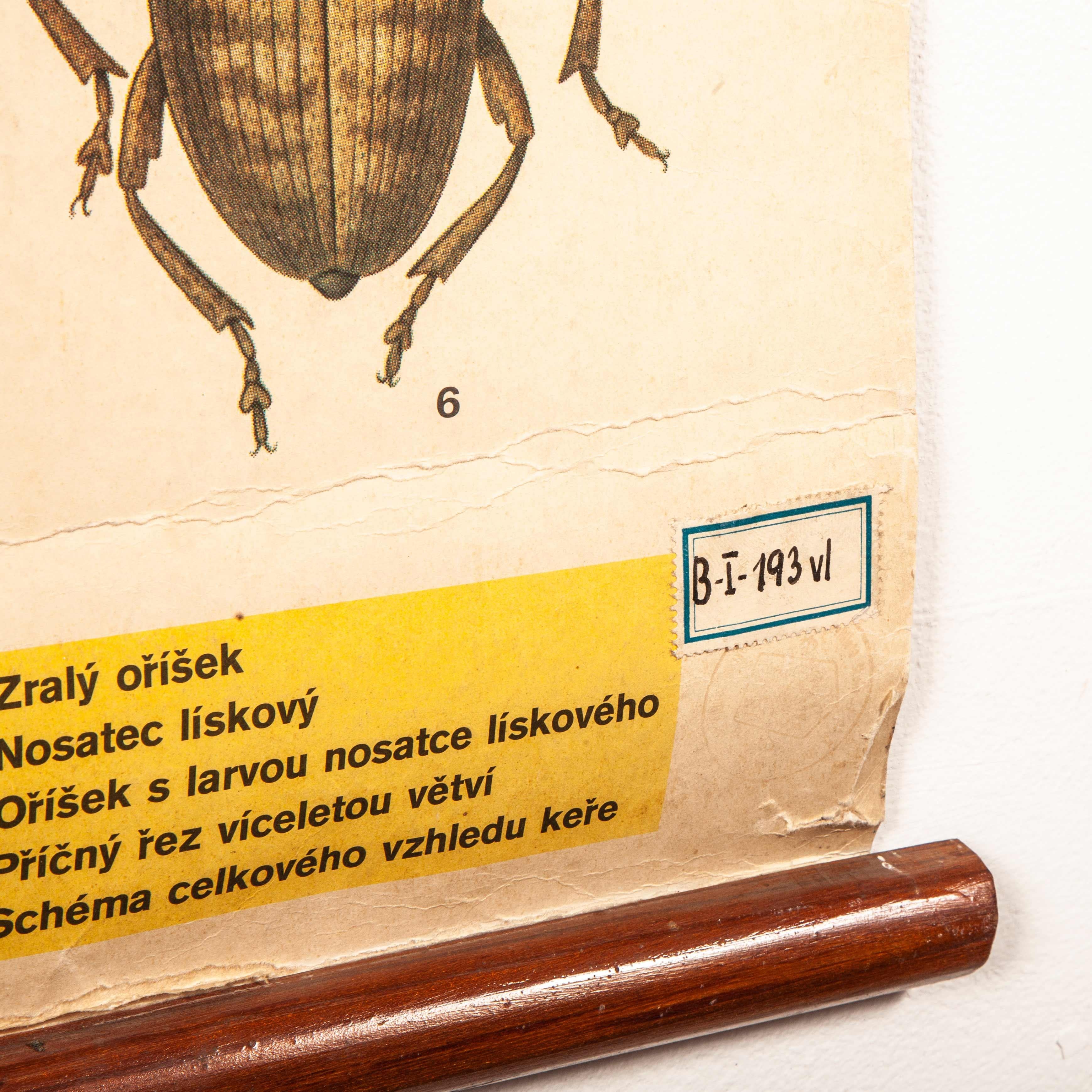 Early 20th century plant and insect chart
Early 20th century plant and insect chart. An educational botanical poster from the Czech Republic. The poster is fixed on split wooden dowels. See photographs below to see condition of poster. In excellent