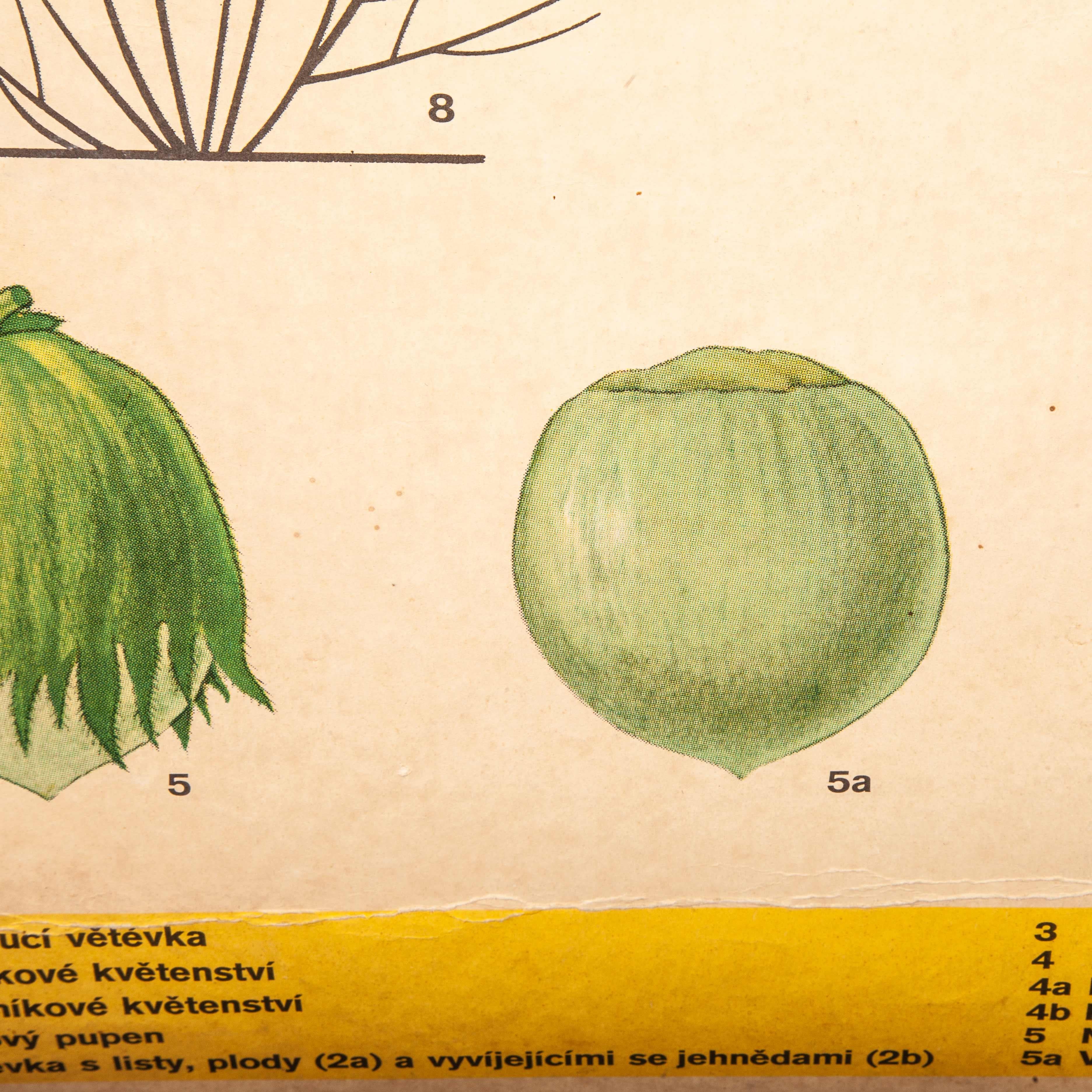 Wood Early 20th Century Plant and Insect Chart For Sale