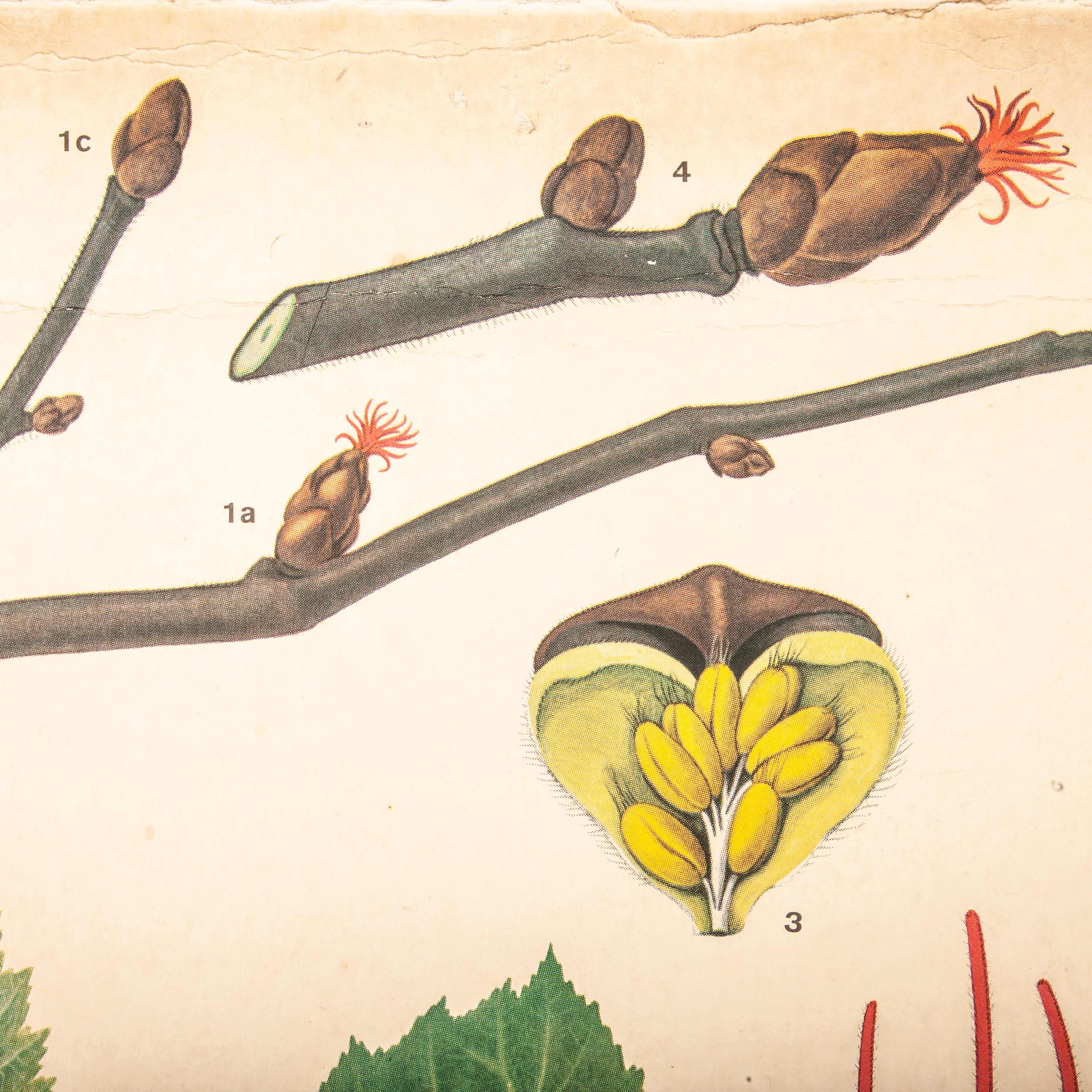 Early 20th Century Plant and Insect Chart For Sale 1