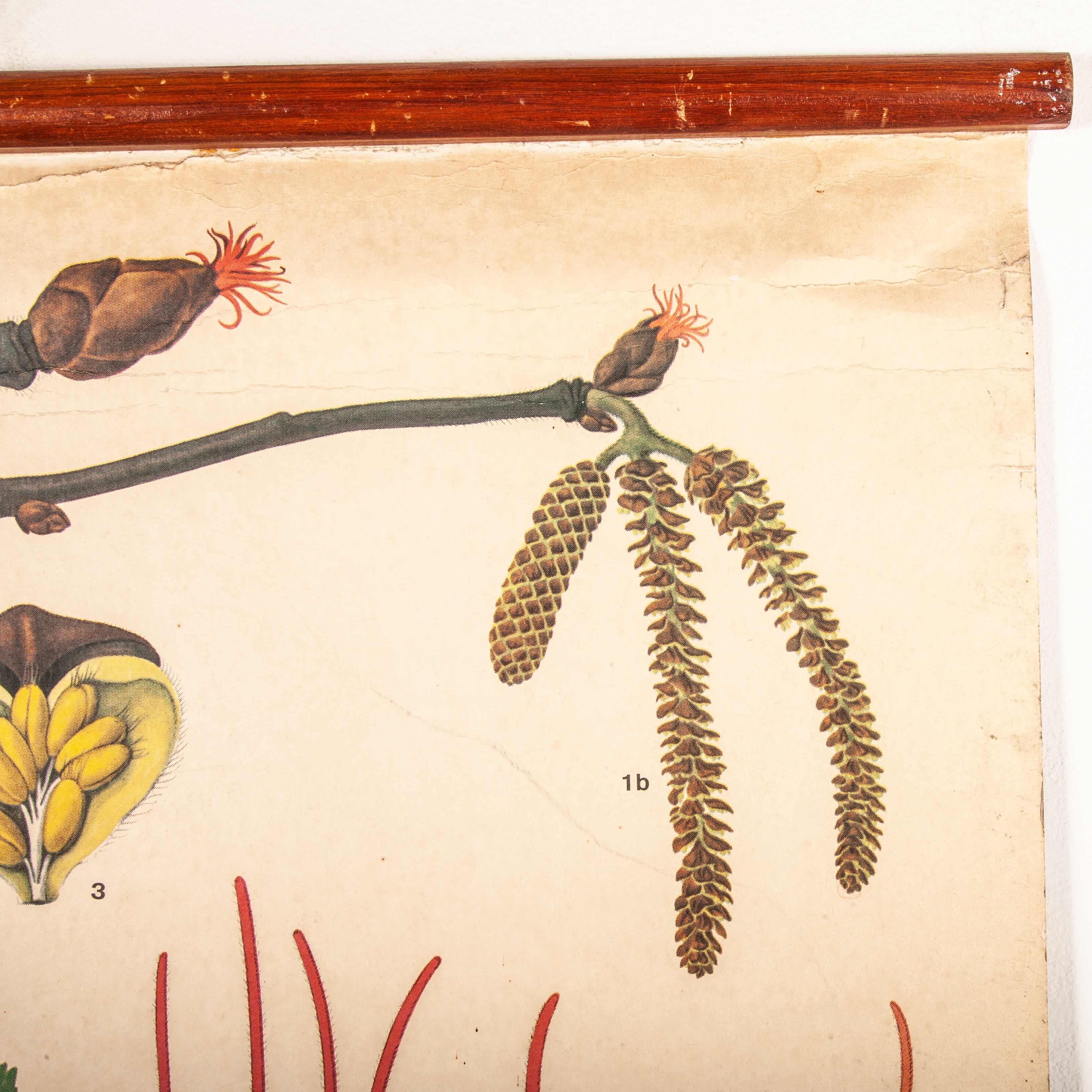 Early 20th Century Plant and Insect Chart For Sale 2