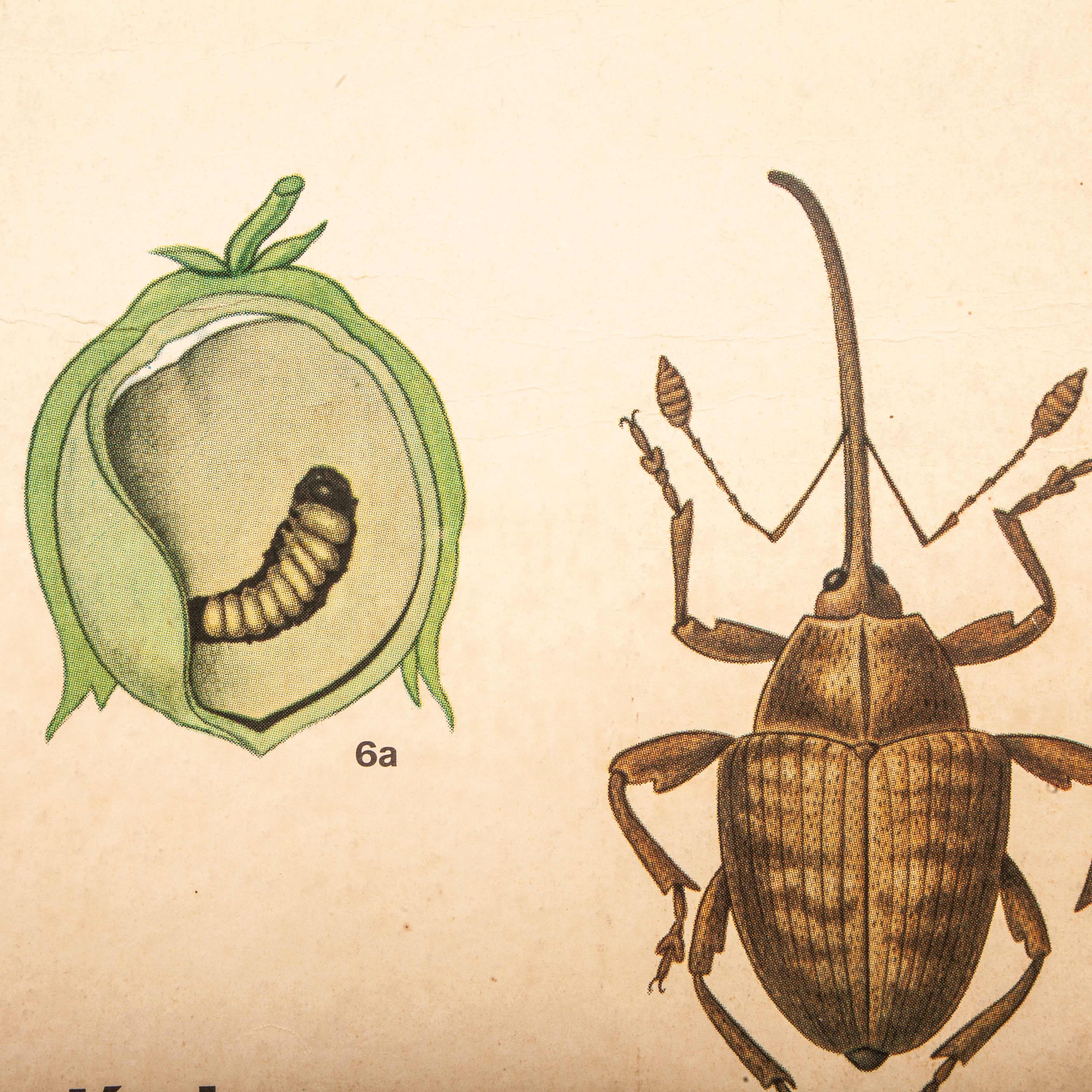 Early 20th Century Plant and Insect Chart 3