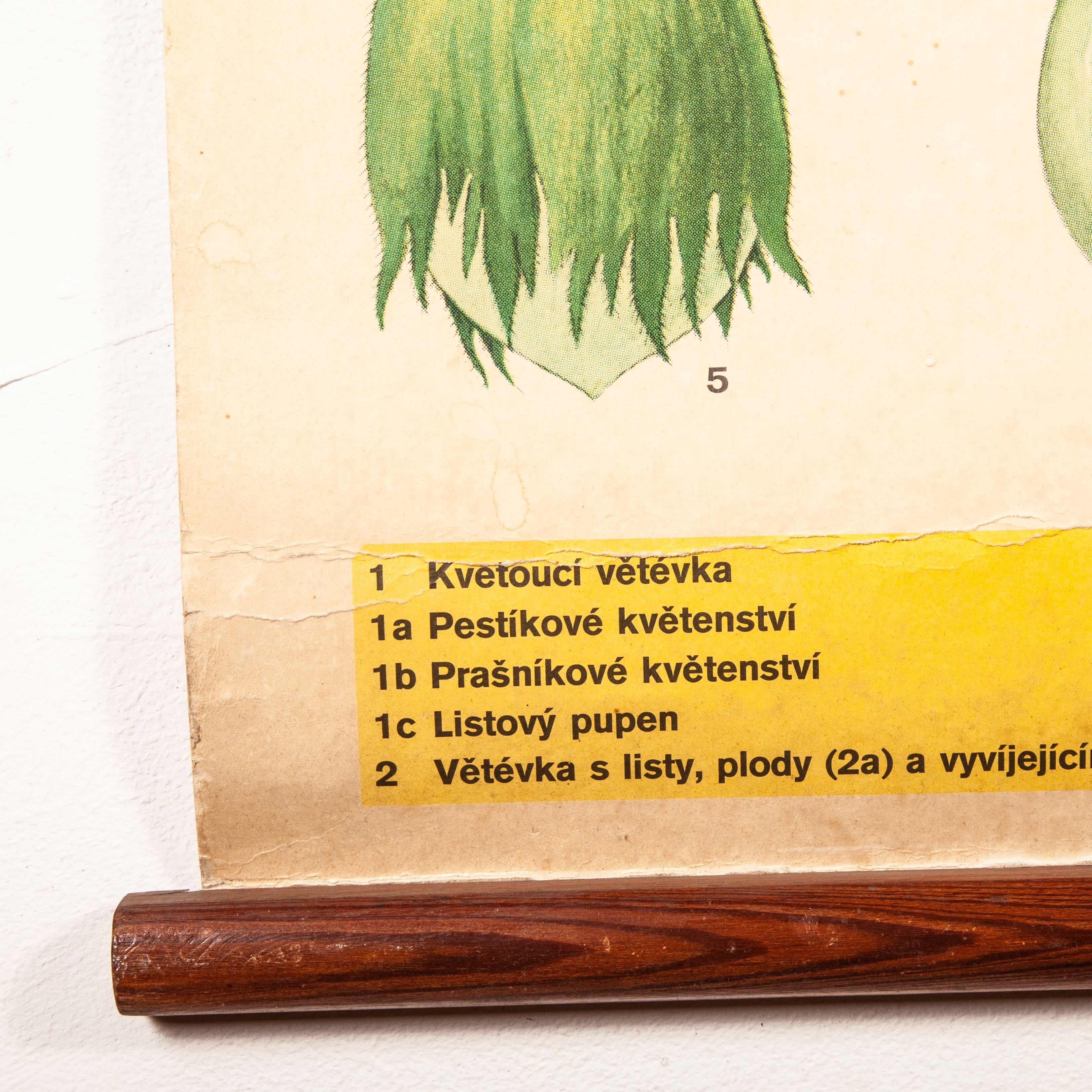 Early 20th Century Plant and Insect Chart 4