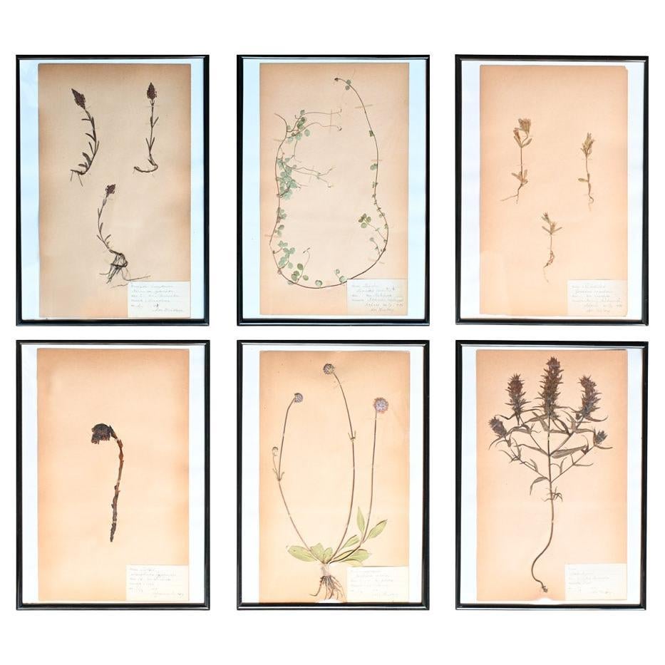 Early 20th century pressed botanic samples #5