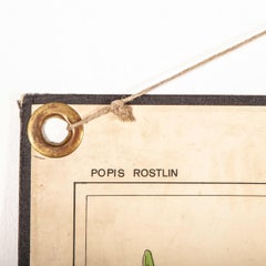 Early 20th Century Rigid Educational Botanical Chart
