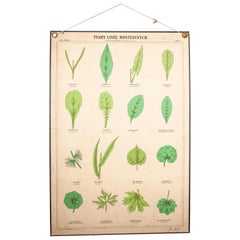 Early 20th Century Rigid Educational Botanical Chart