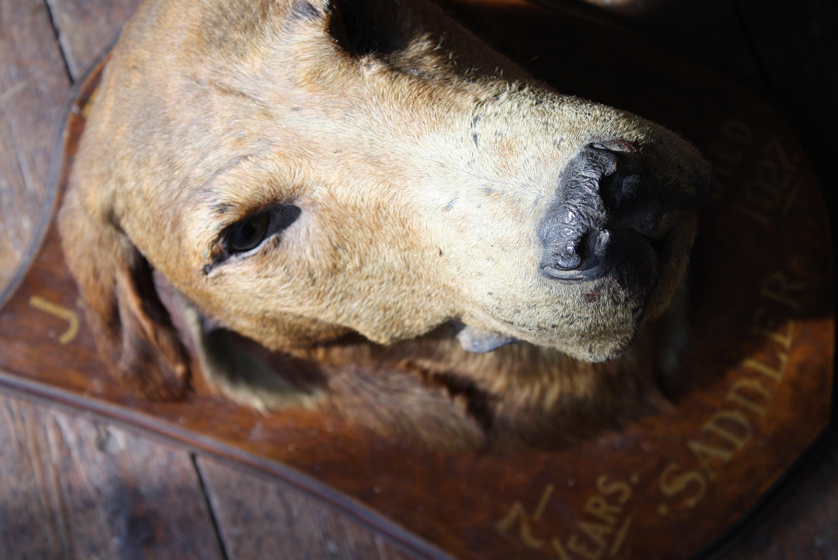 A rather special taxidermy head mount of a Old English Otterhound, mounted on an oak shield, with gilt inscription 