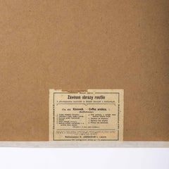 Early 20th Century Seed To Plant Coffee Bean Educational Poster