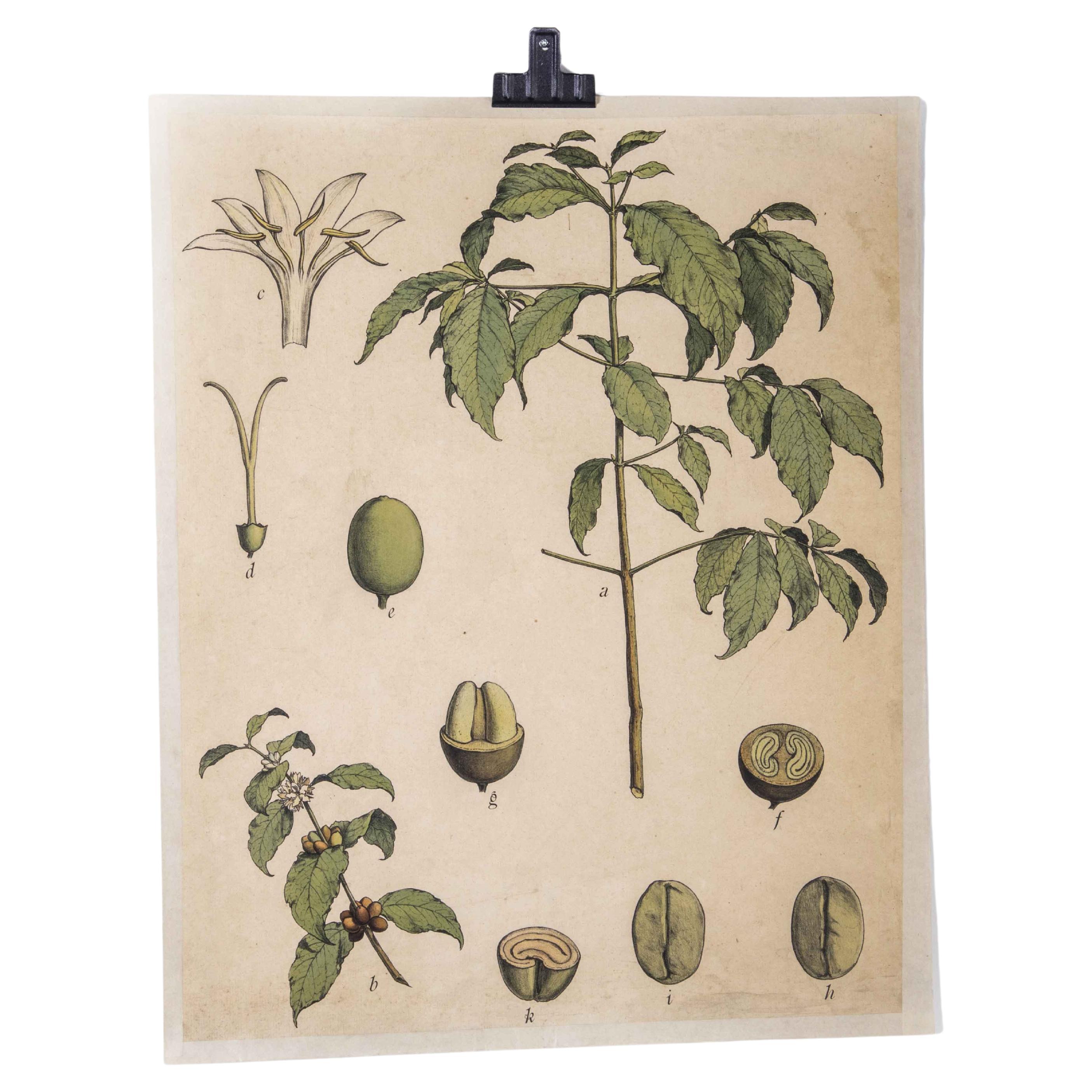 Early 20th Century Seed To Plant Coffee Bean Educational Poster For Sale