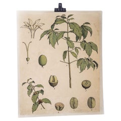 Antique Early 20th Century Seed To Plant Coffee Bean Educational Poster