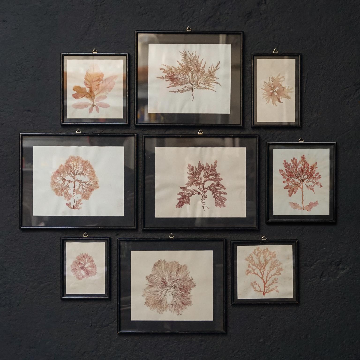 Beautiful romantic example of collecting in the late 19th and early 20th century.
Wonderfully dried collection of nine algae or Seaweed specimens framed like a herbarium in lacquered wooden frames.
The condition of these specimens is very good,