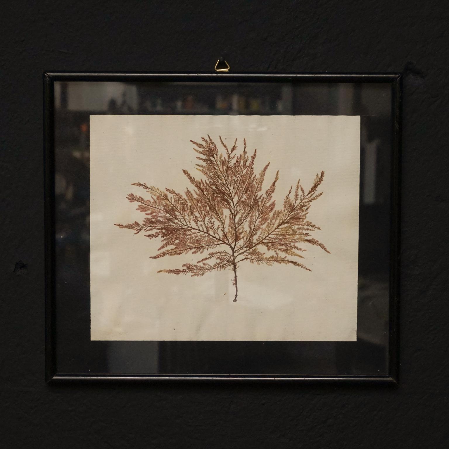 British Early 20th Century Set of Nine Dried and Framed Marine Algae Herbarium Specimens