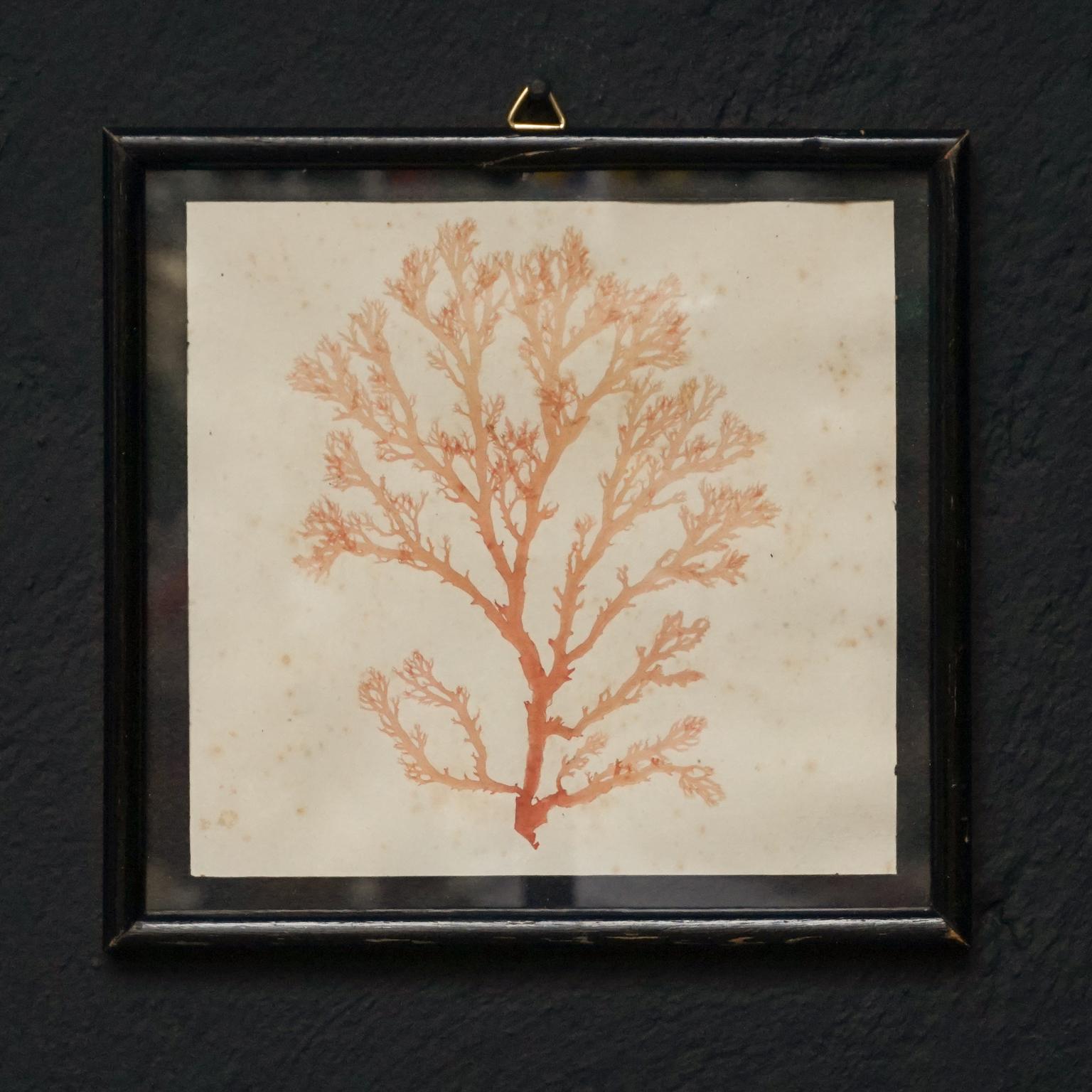 Early 20th Century Set of Nine Dried and Framed Marine Algae Herbarium Specimens 1
