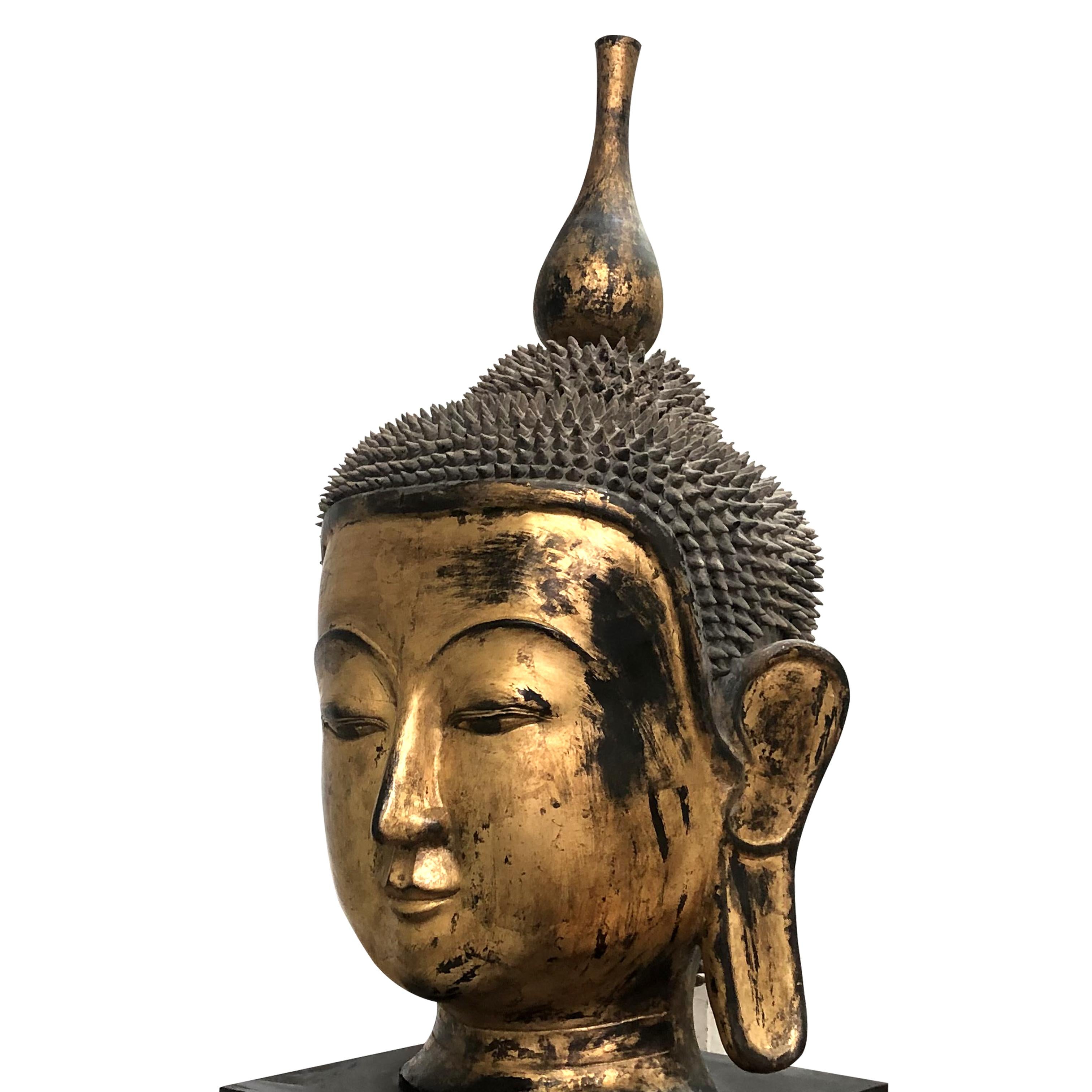 Wood Early 20th Century Shan Burmese Large Dry Lacquer Gilt Buddha Head Sculpture