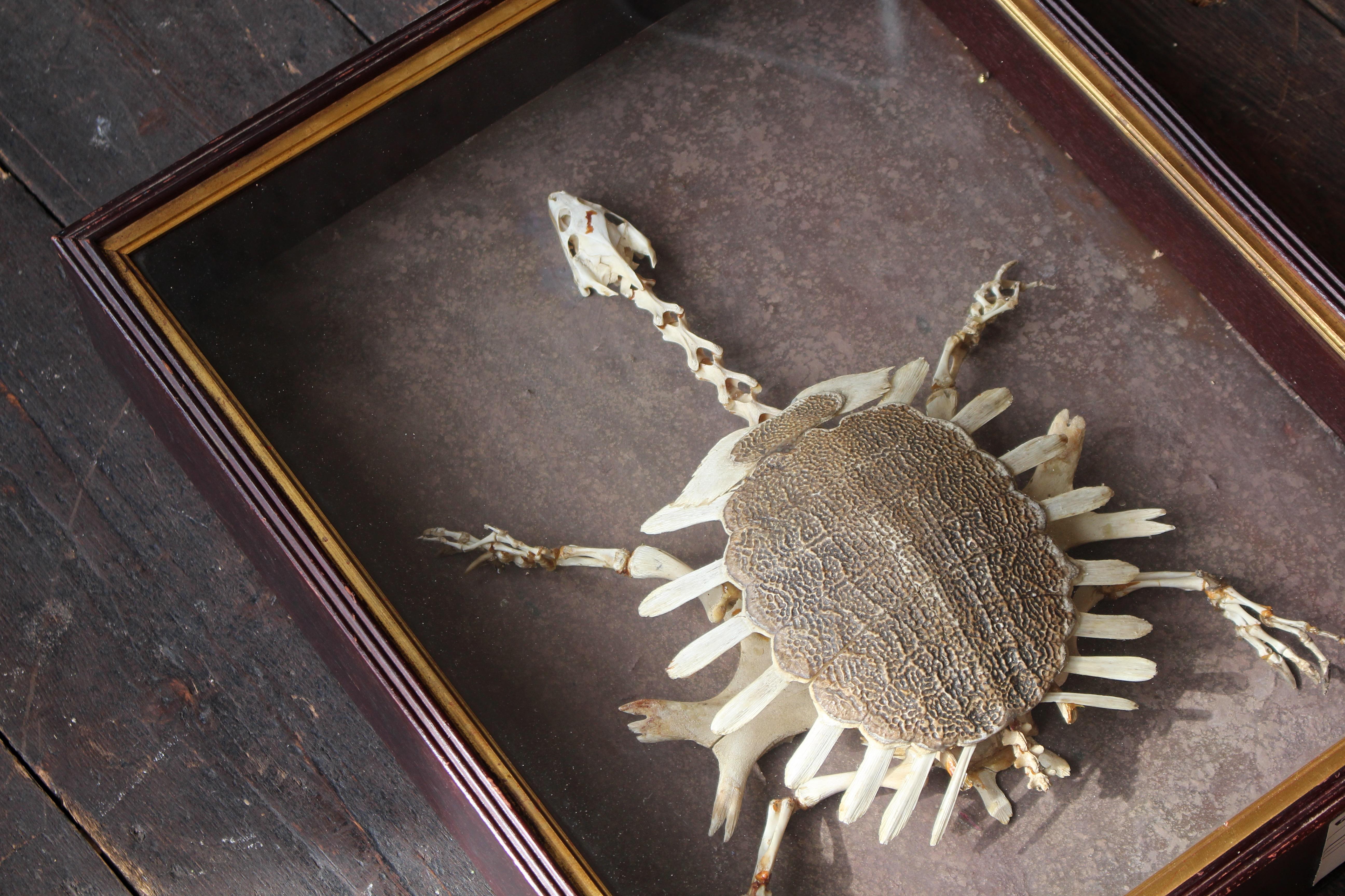 Ein dekoratives Softshell-Schildkrötenskelett, untergebracht und montiert in einer Schattenbox.

Das Skelett scheint vollständig und gut detailliert zu sein. Es liegt auf einer gesprenkelten Papierunterlage, einem vergoldeten Beleg und einem