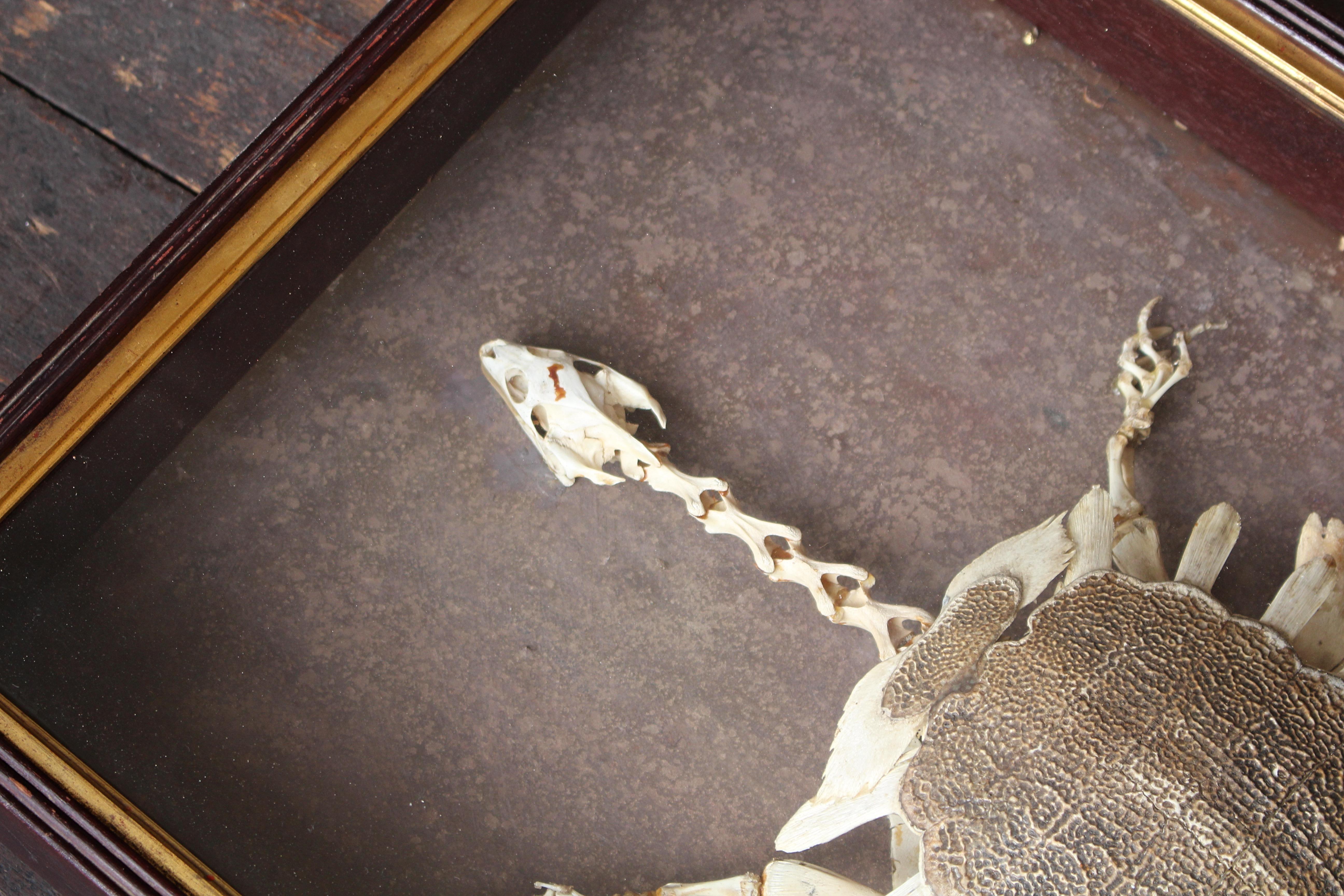 Softshell-Schildkröten Skelett des frühen 20. Jahrhunderts (Trionychidae) Taxidermie Curio (Europäisch) im Angebot