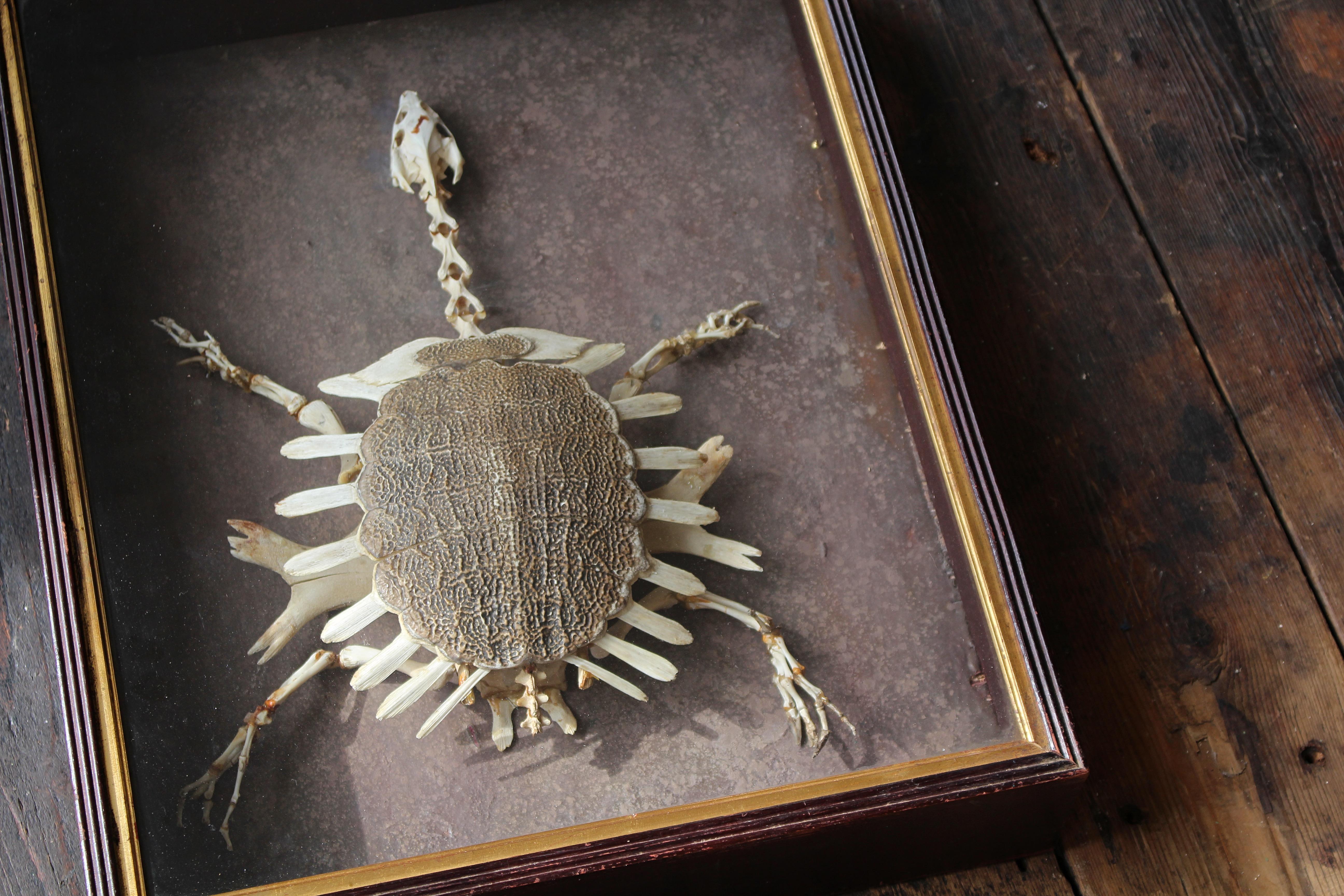 Softshell-Schildkröten Skelett des frühen 20. Jahrhunderts (Trionychidae) Taxidermie Curio im Zustand „Gut“ im Angebot in Lowestoft, GB