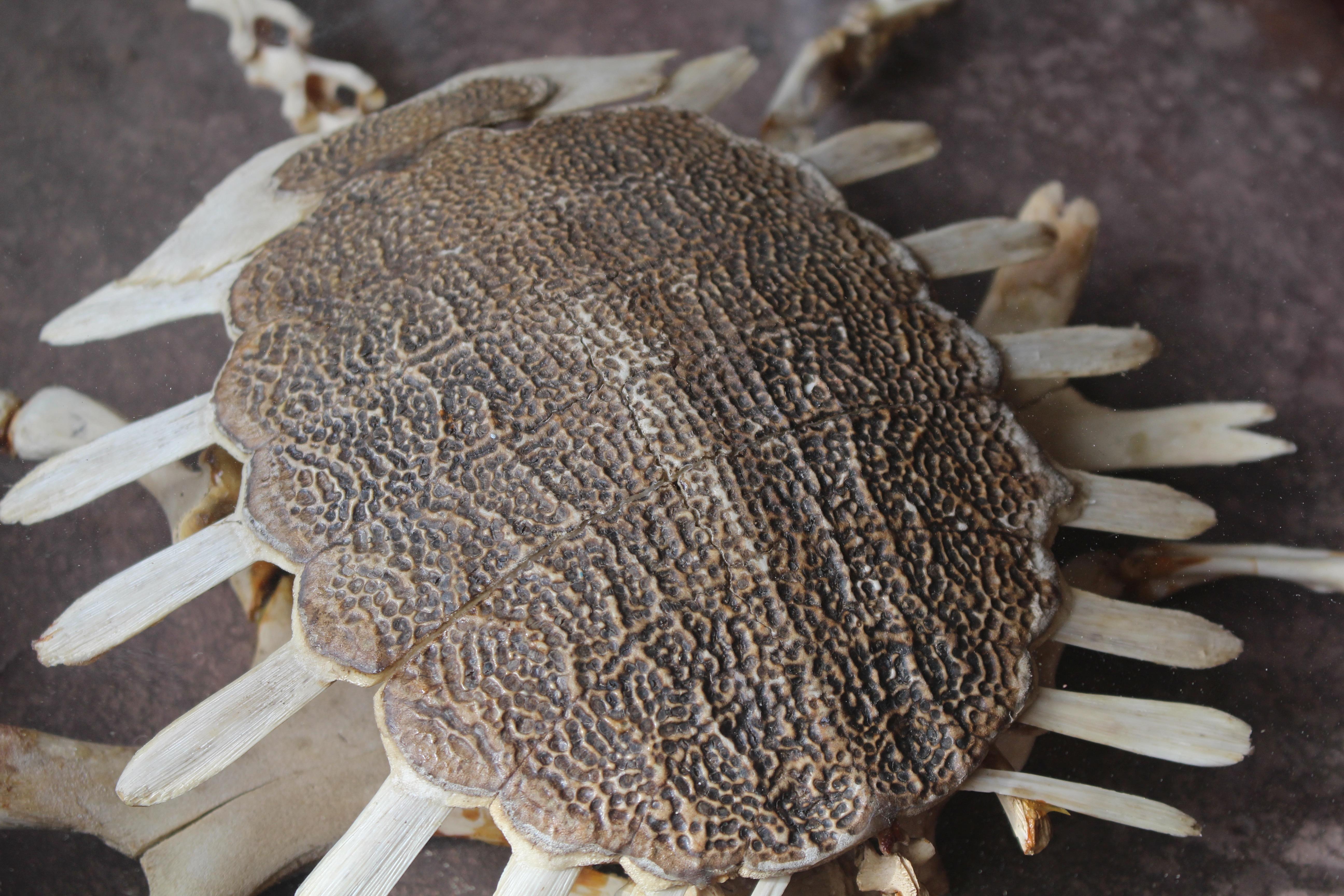 Softshell-Schildkröten Skelett des frühen 20. Jahrhunderts (Trionychidae) Taxidermie Curio im Angebot 1