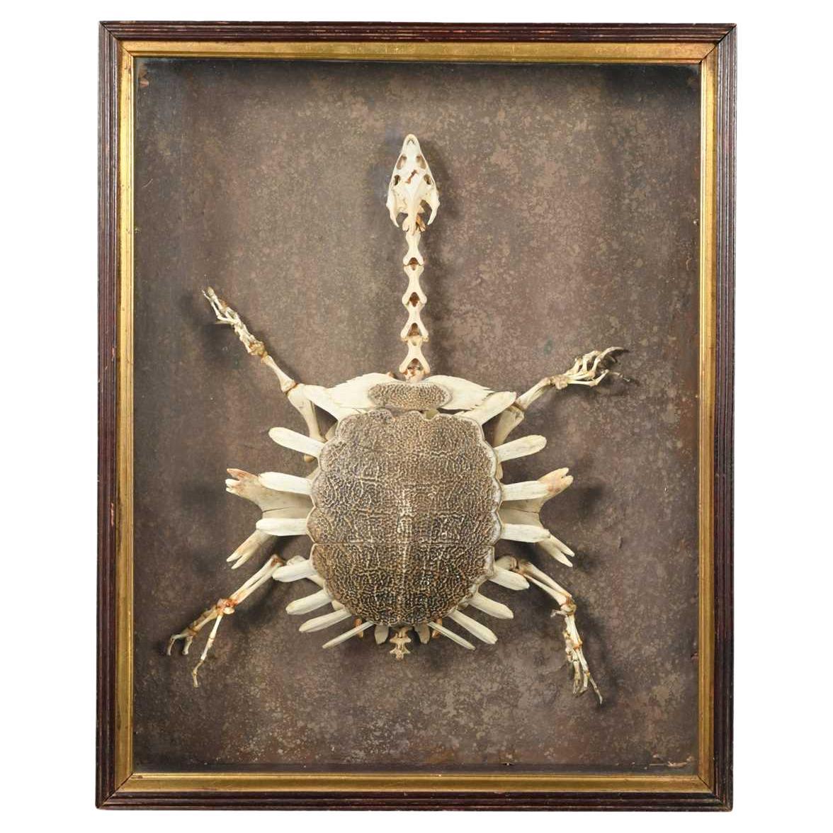 Softshell-Schildkröten Skelett des frühen 20. Jahrhunderts (Trionychidae) Taxidermie Curio im Angebot