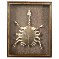 Early 20th Century Softshell Turtle Skeleton (Trionychidae) Taxidermy Curio