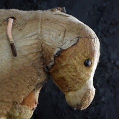 Début du 20ème siècle Steiff Growling Pull Along Bear