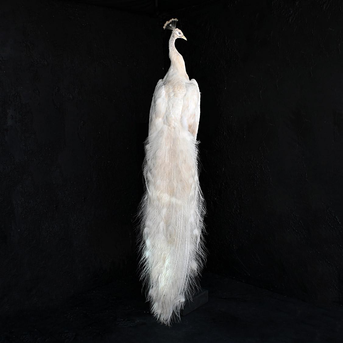 Early 20th Century Taxidermy Albino Peacock For Sale 8