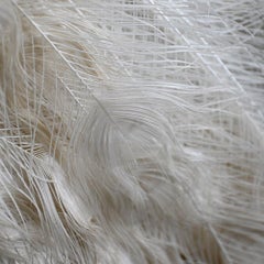 Early 20th Century Taxidermy Albino Peacock