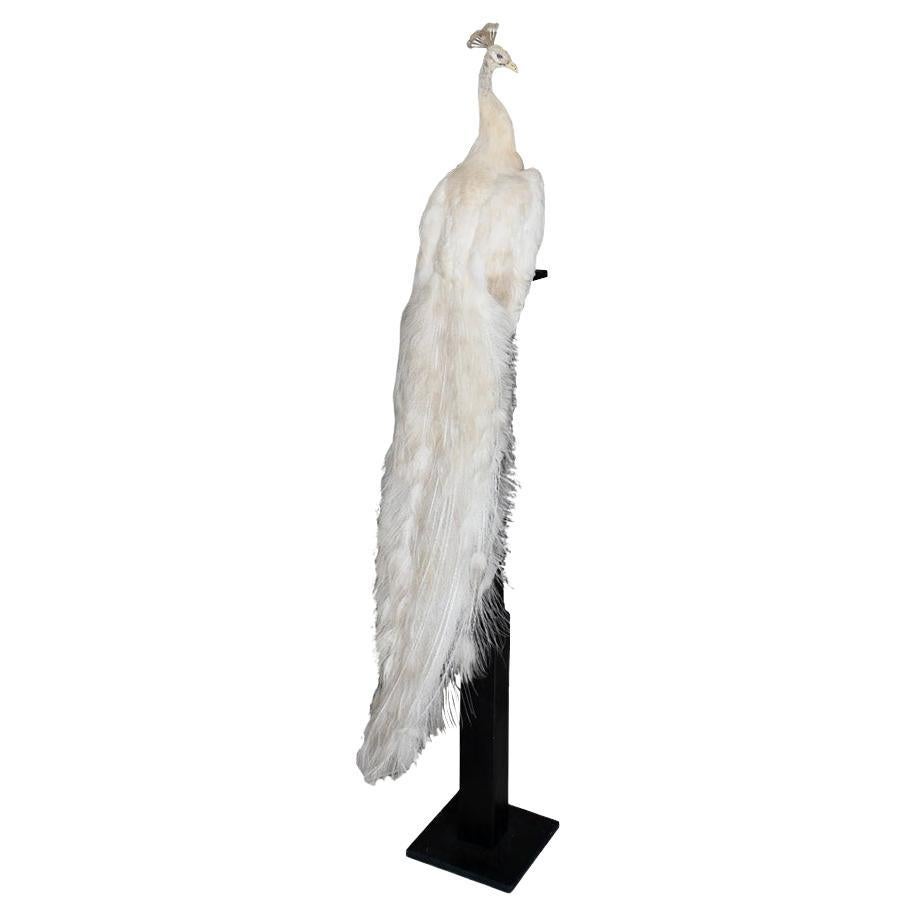 Early 20th Century Taxidermy Albino Peacock