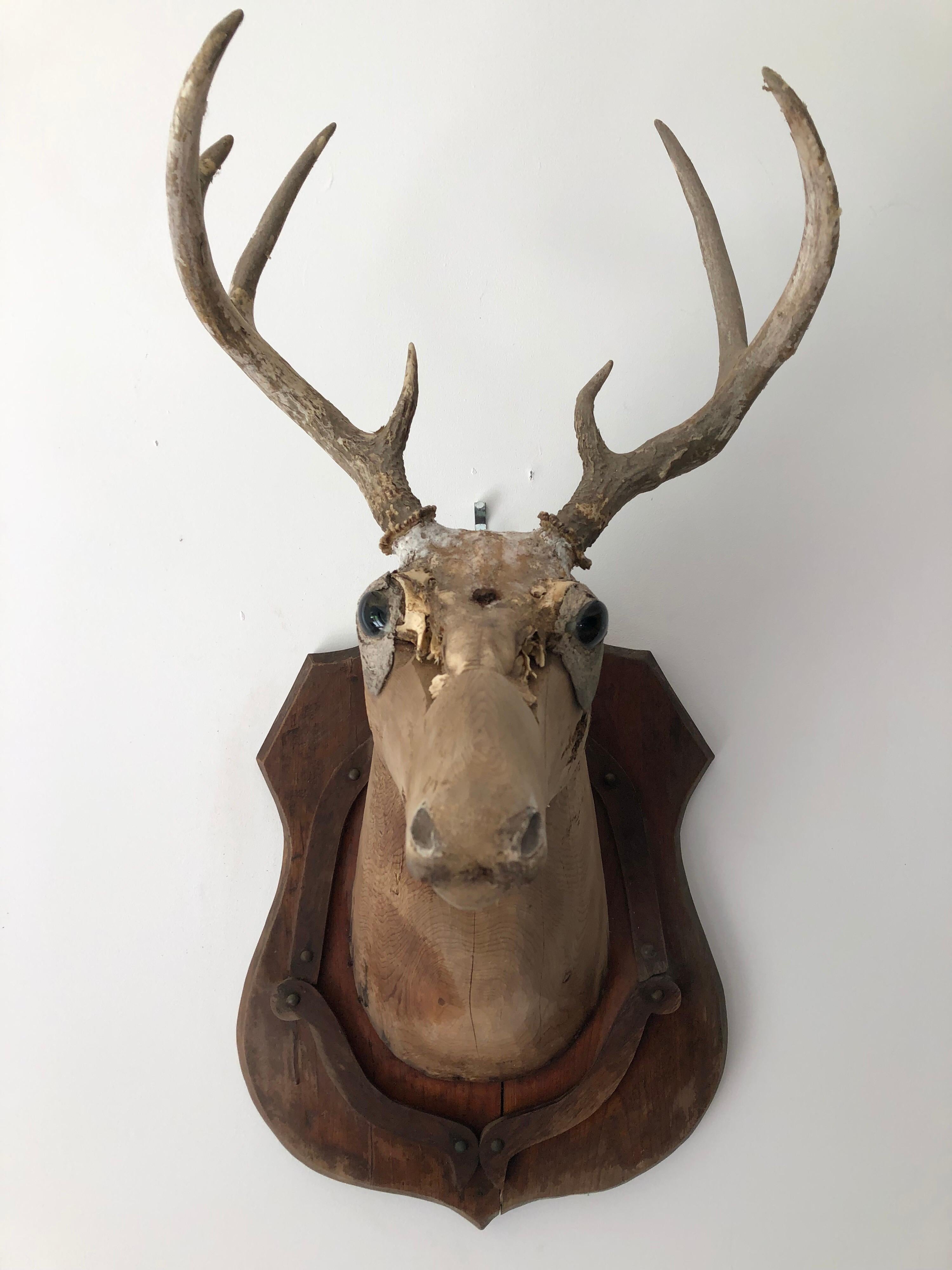 An early 20th century taxidermy mold of a dear with natural horns.
