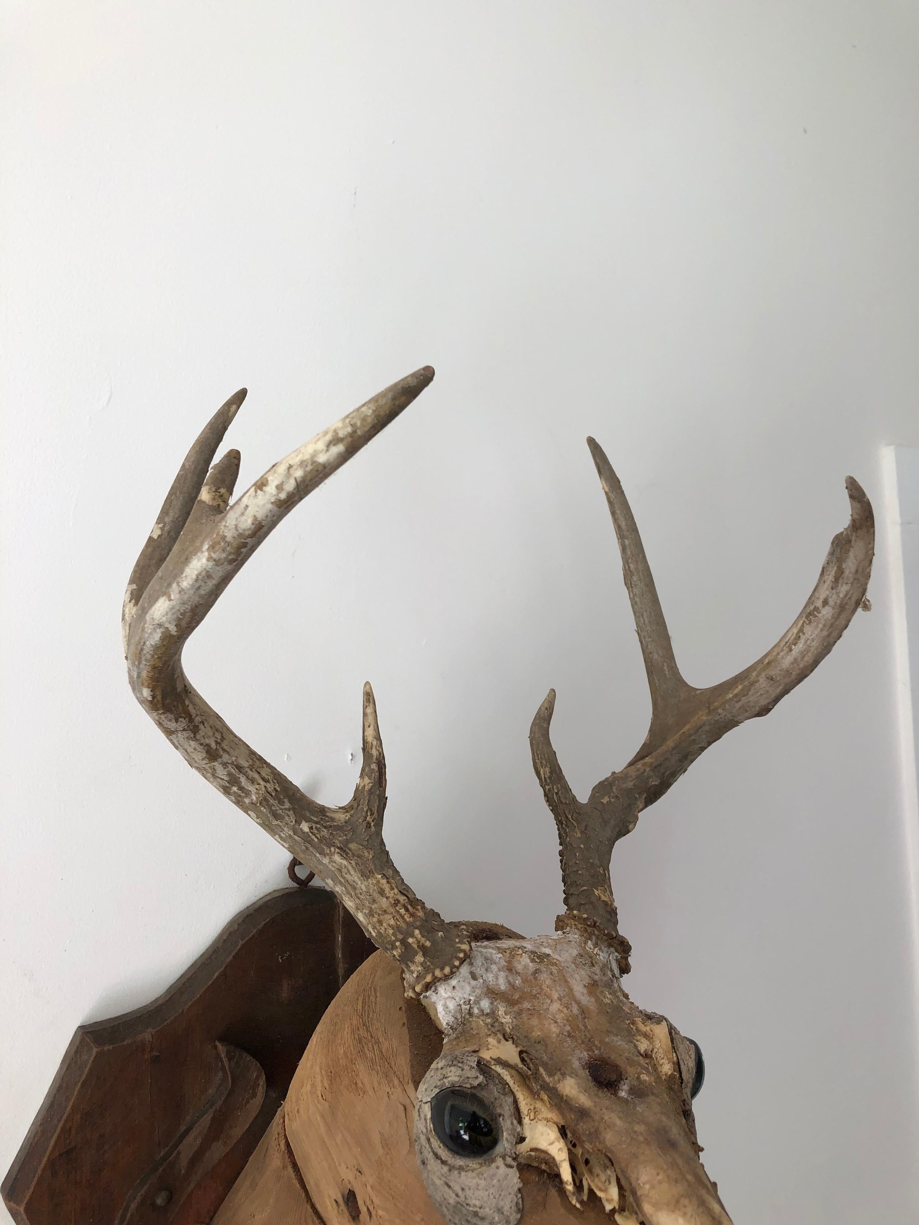 first taxidermy