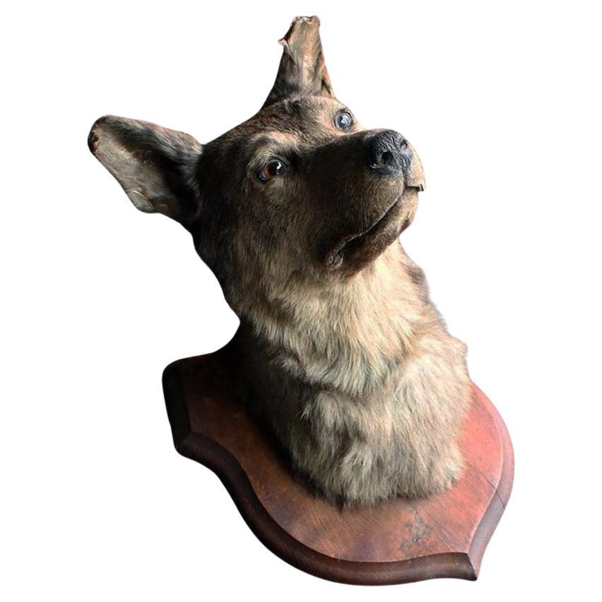 Early 20th Century Taxidermy Dog Mount