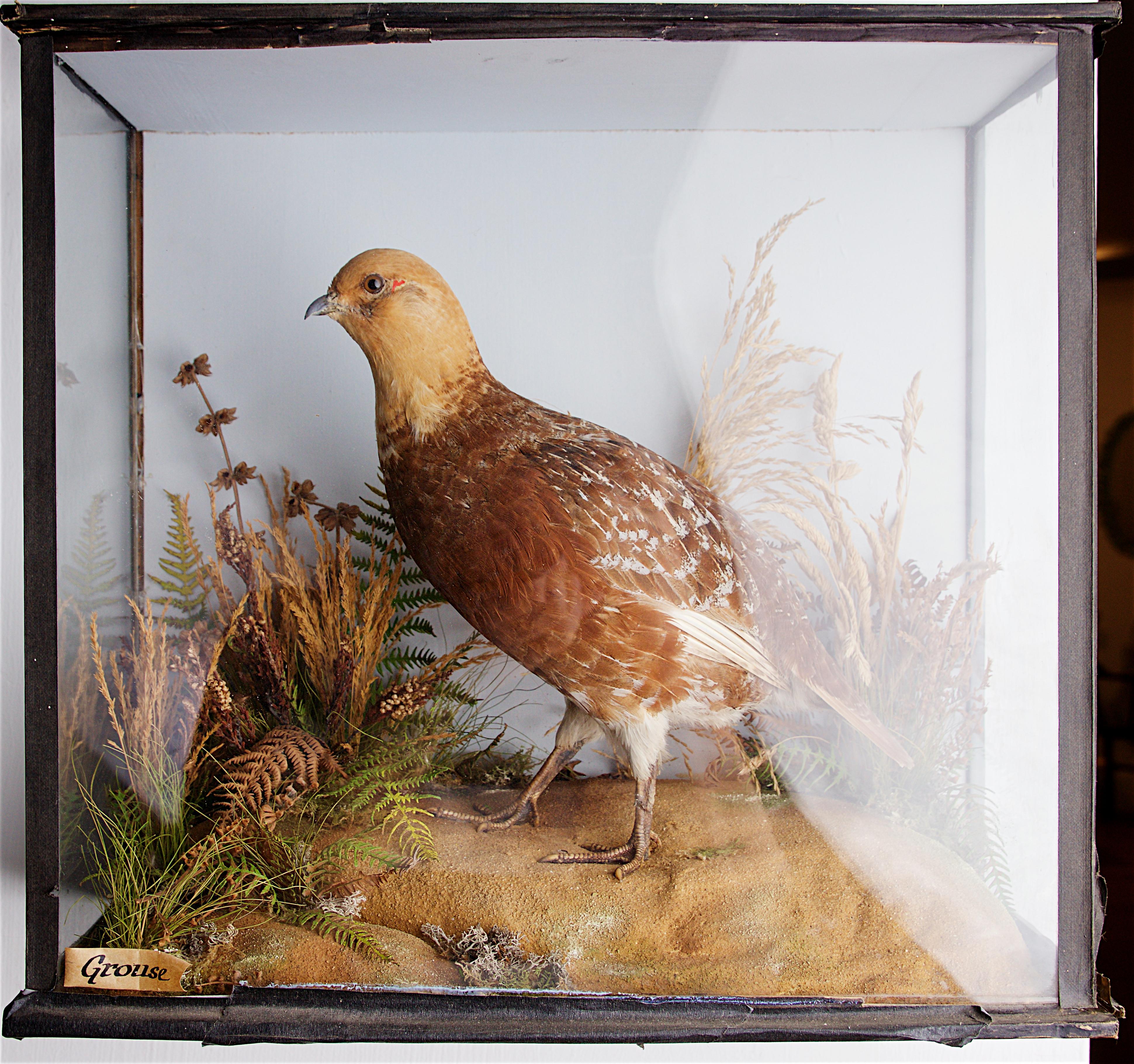 Well-mounted taxidermy grouse, early 20th century.