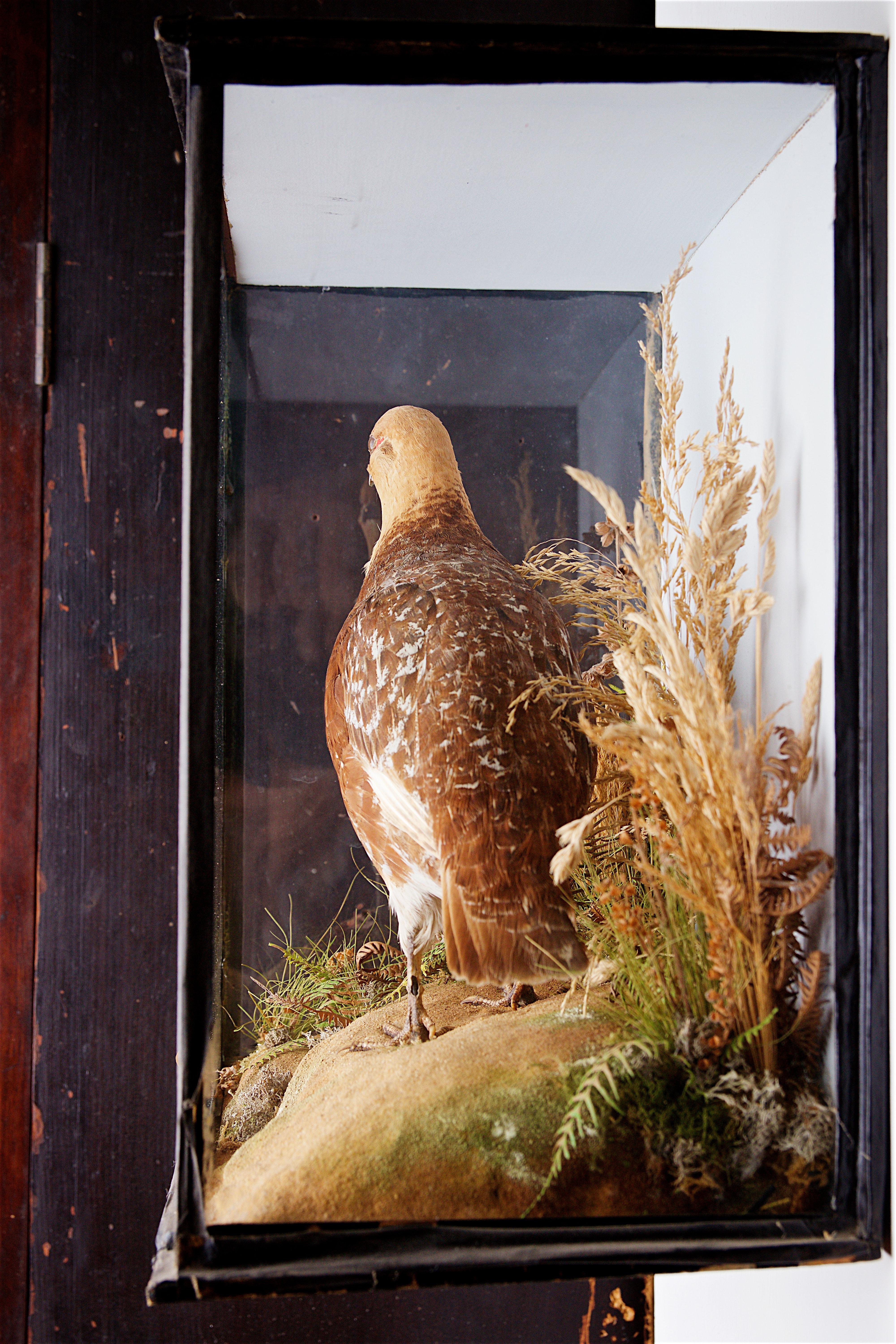 Early 20th Century Taxidermy Grouse im Zustand „Gut“ in Stratford upon Avon, GB