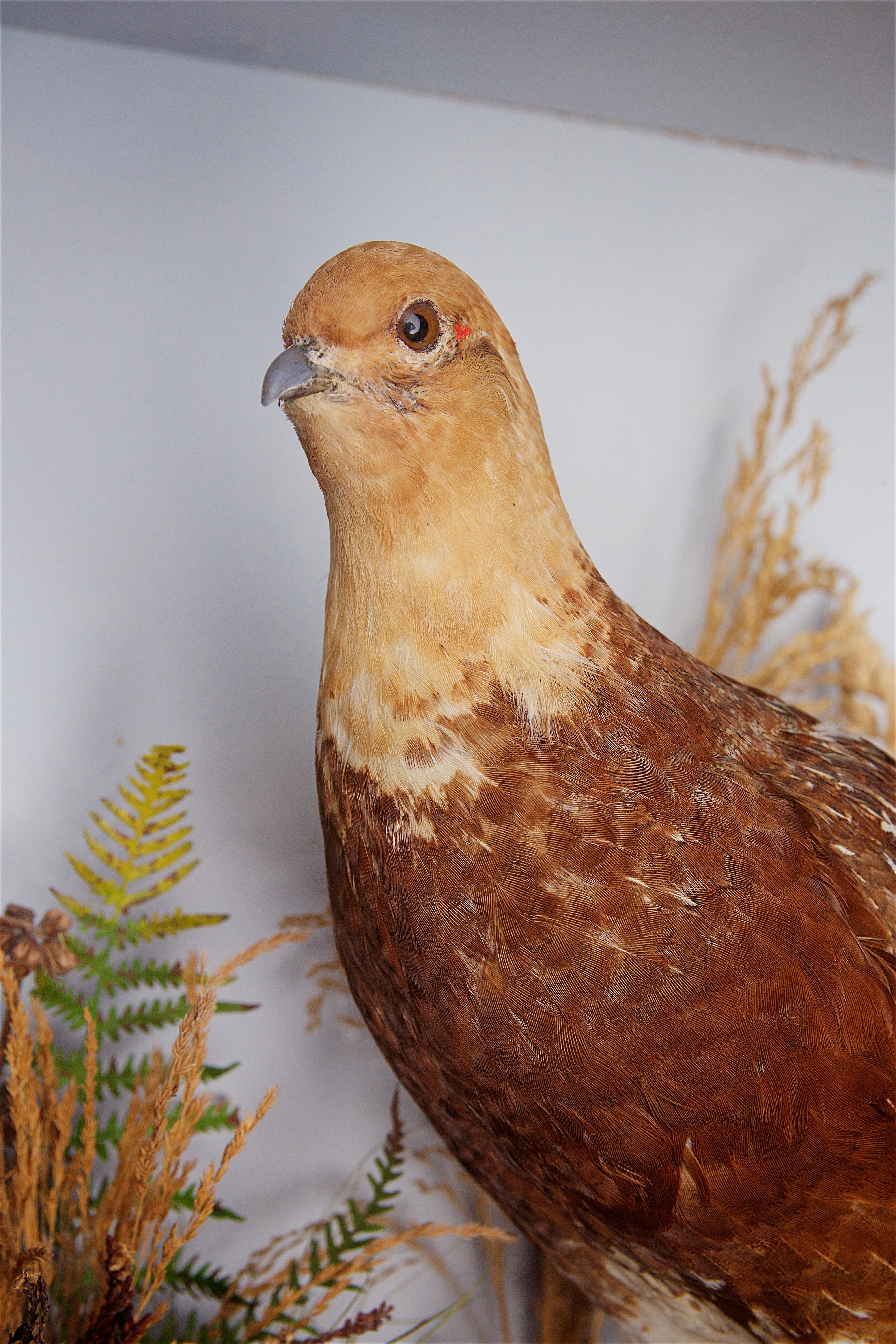 Early 20th Century Taxidermy Grouse 1