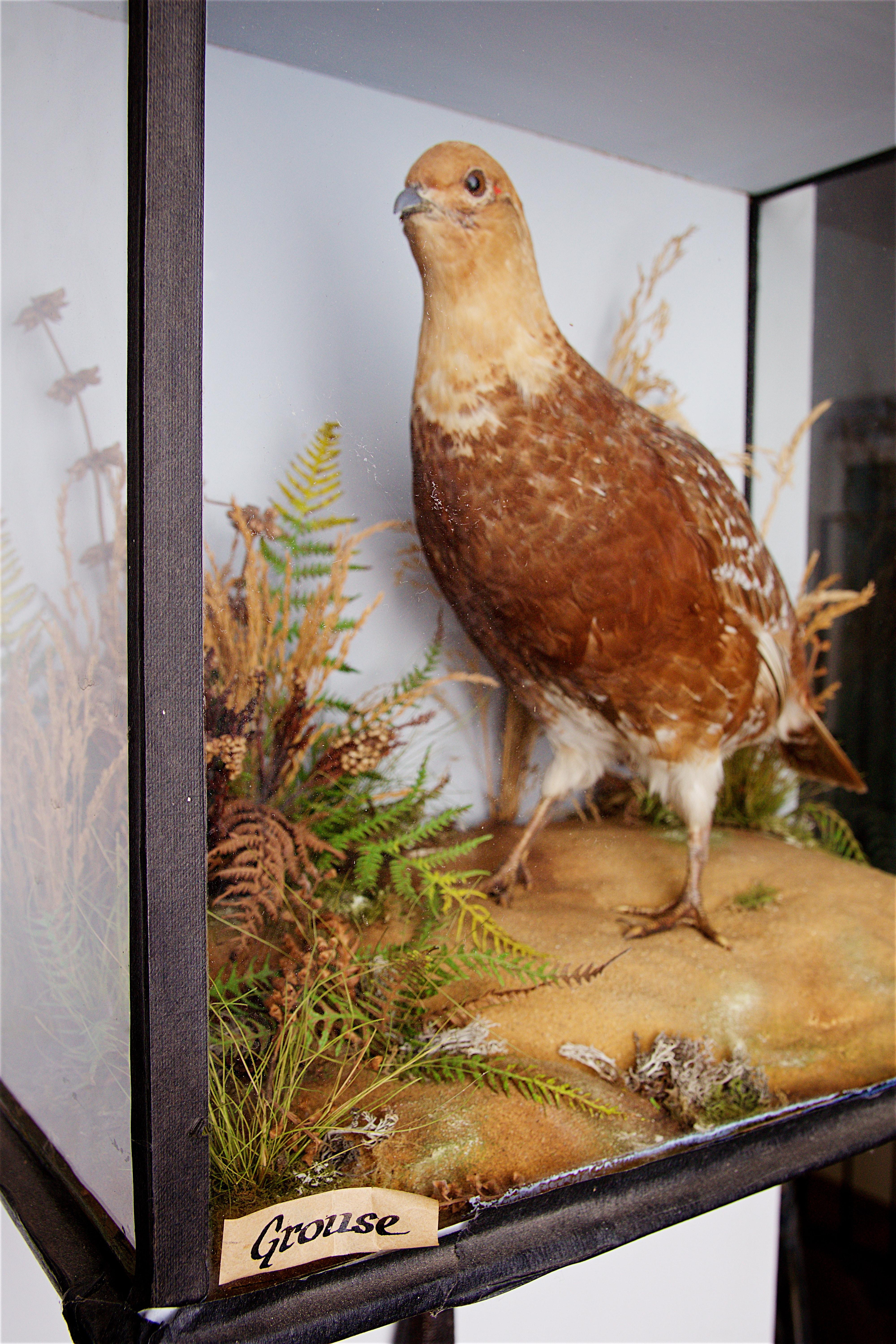 Early 20th Century Taxidermy Grouse 3