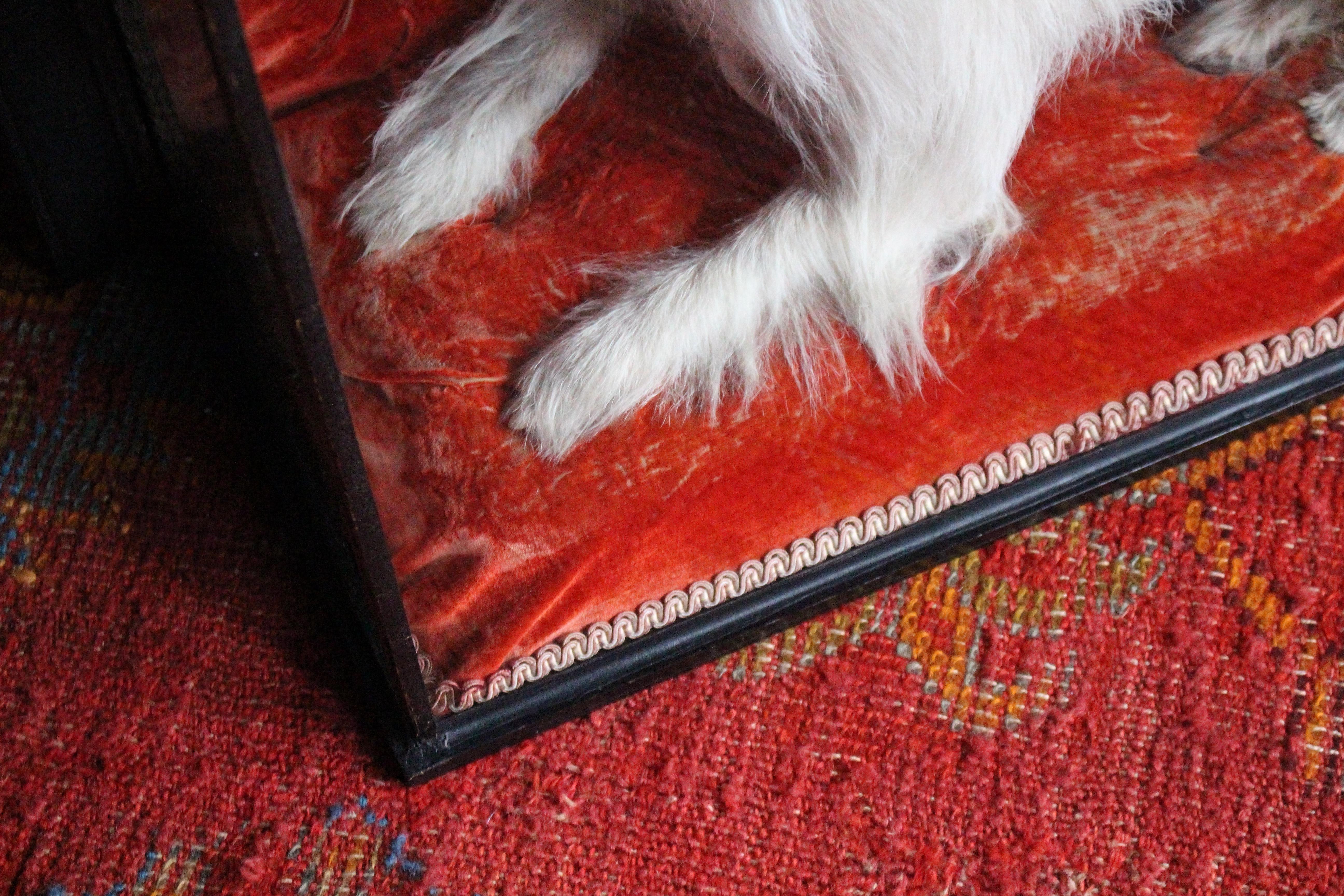 Early 20th Century Taxidermy Snow White Terrier 