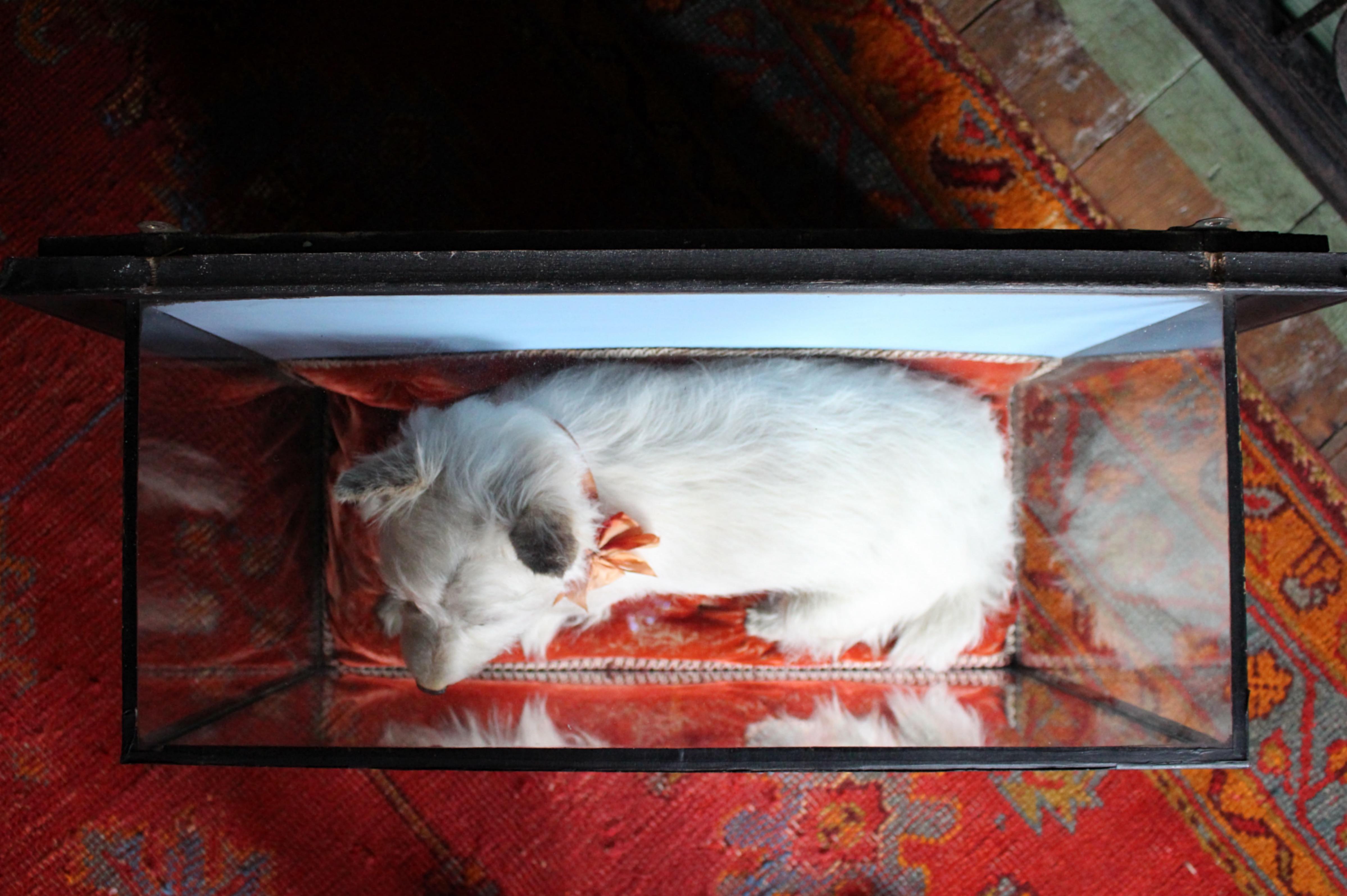 Early 20th Century Taxidermy Snow White Terrier 