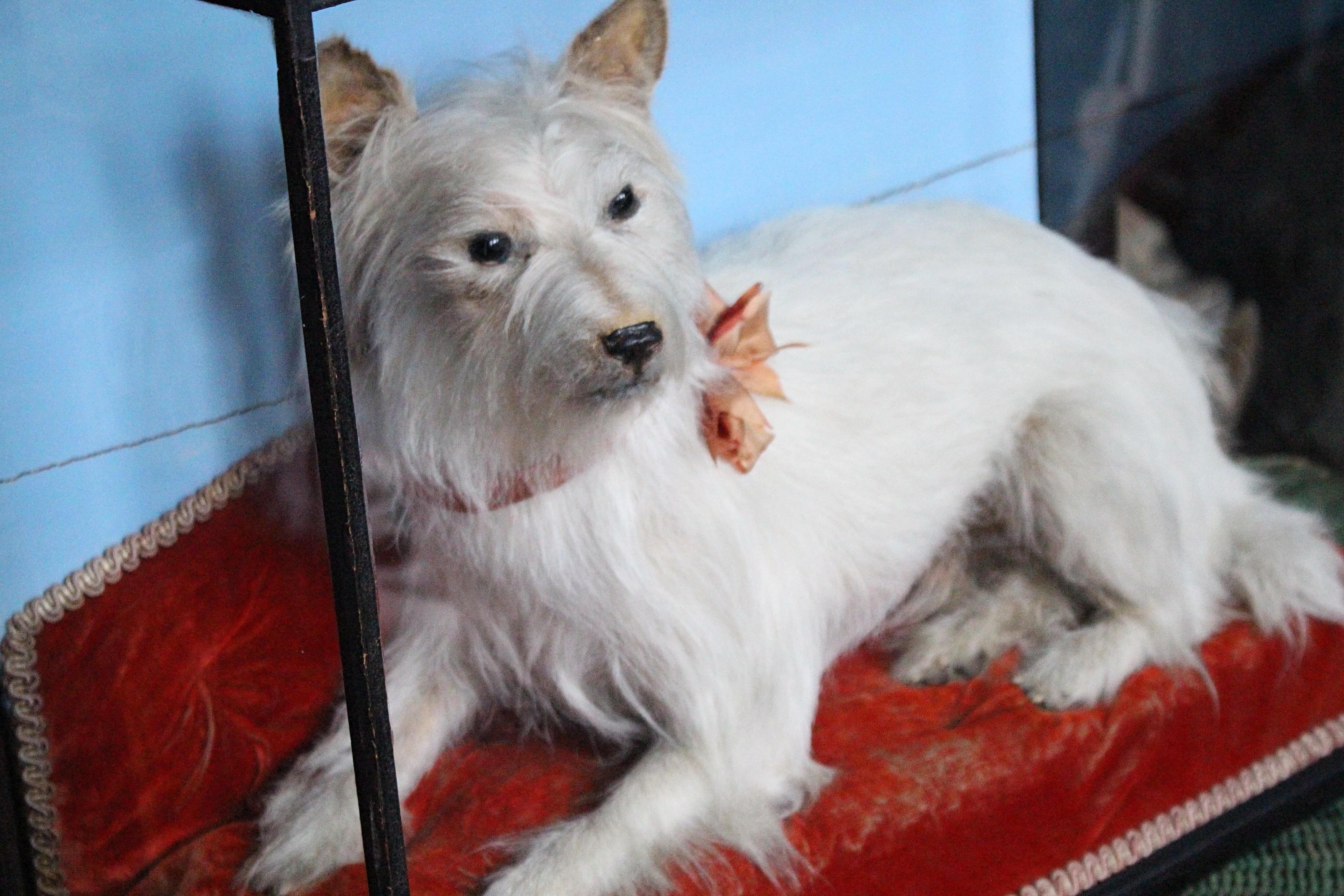 A very well mounted taxidermy snow white terrier with silk bow collar, resting on a scarlet velvet cushion with braided gold fringing and graduated painted blue background.

The terrier is in great condition, some fading to the velvet, typical