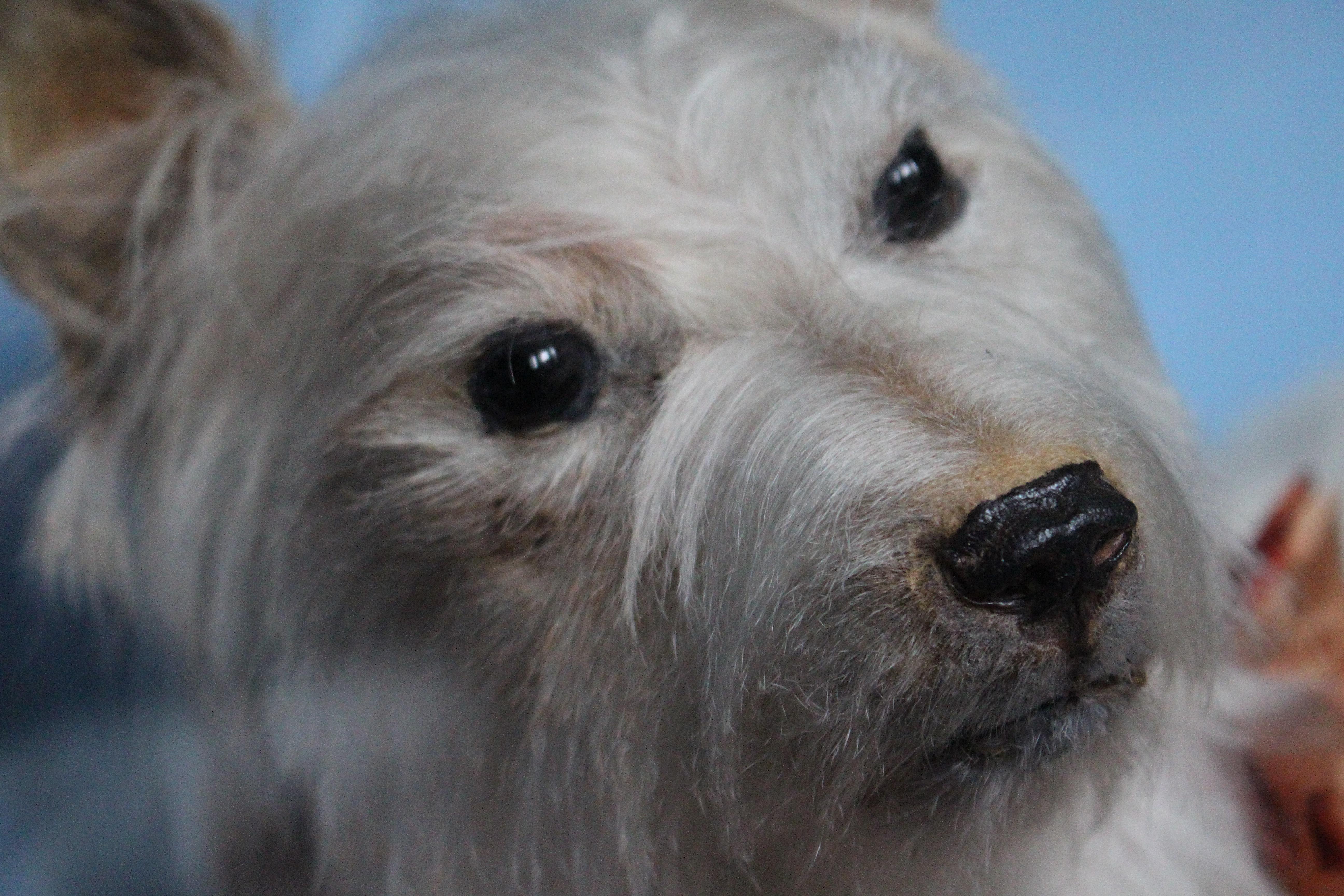 Edwardian Early 20th Century Taxidermy Snow White Terrier 